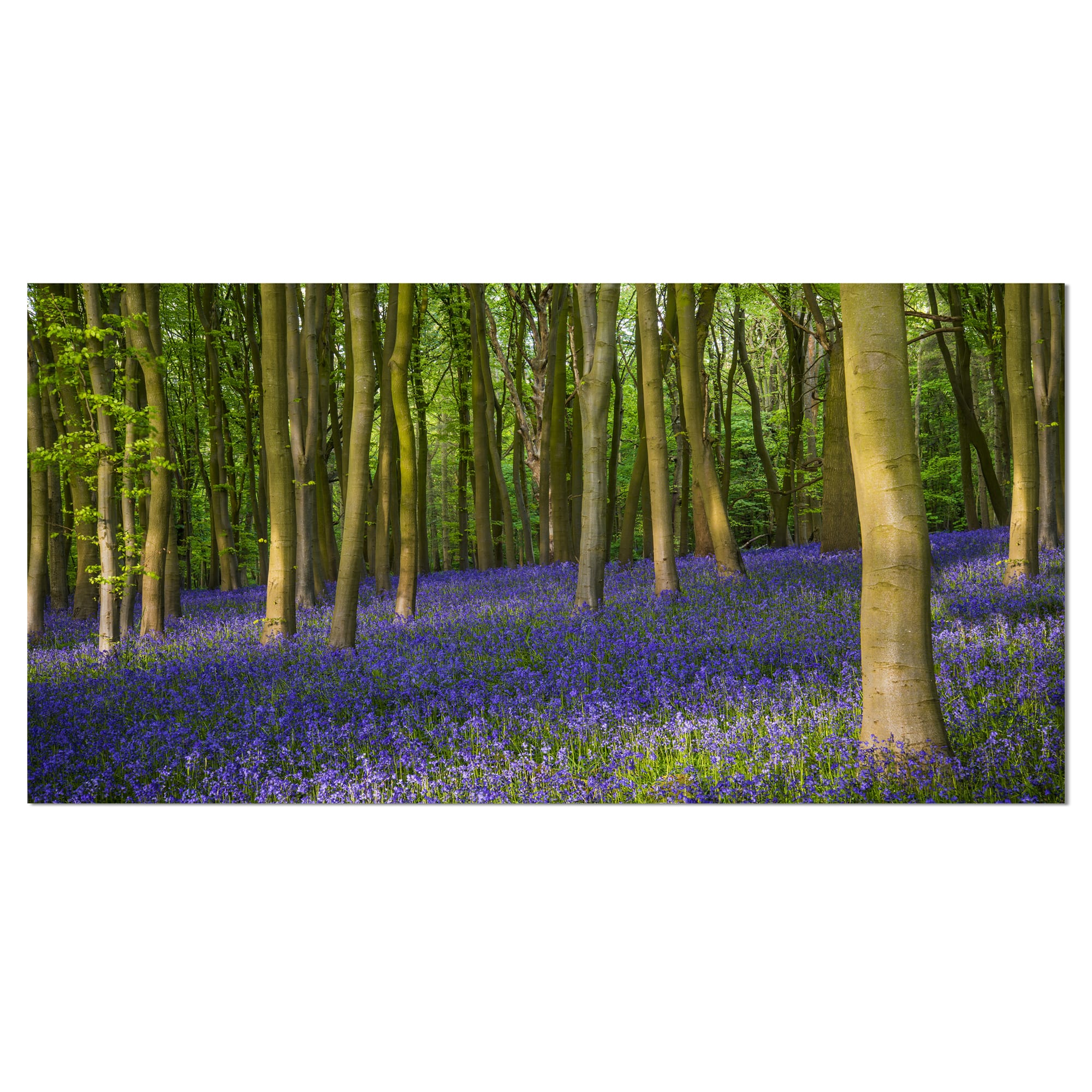 Designart - Bluebell Woods in Oxfordshire - Landscape Canvas Art Print