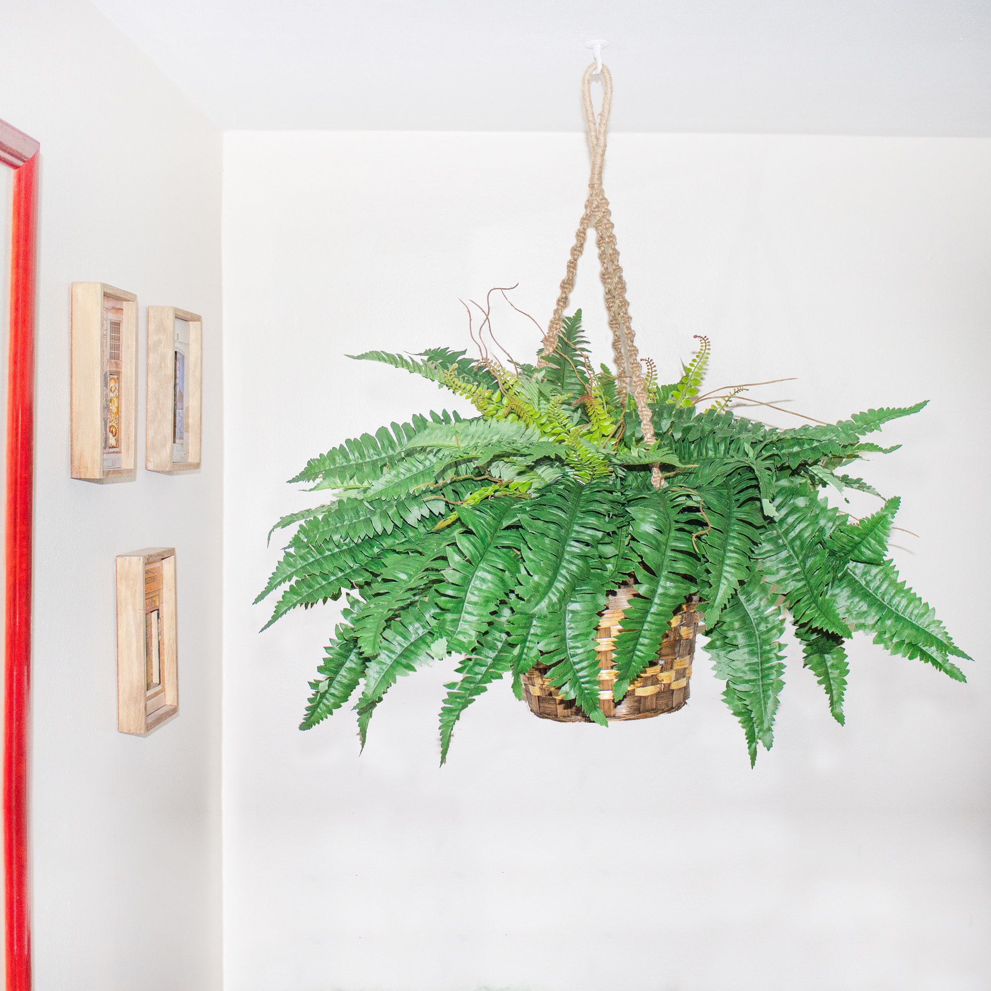 29&#x22; Boston Fern in Hanging Basket