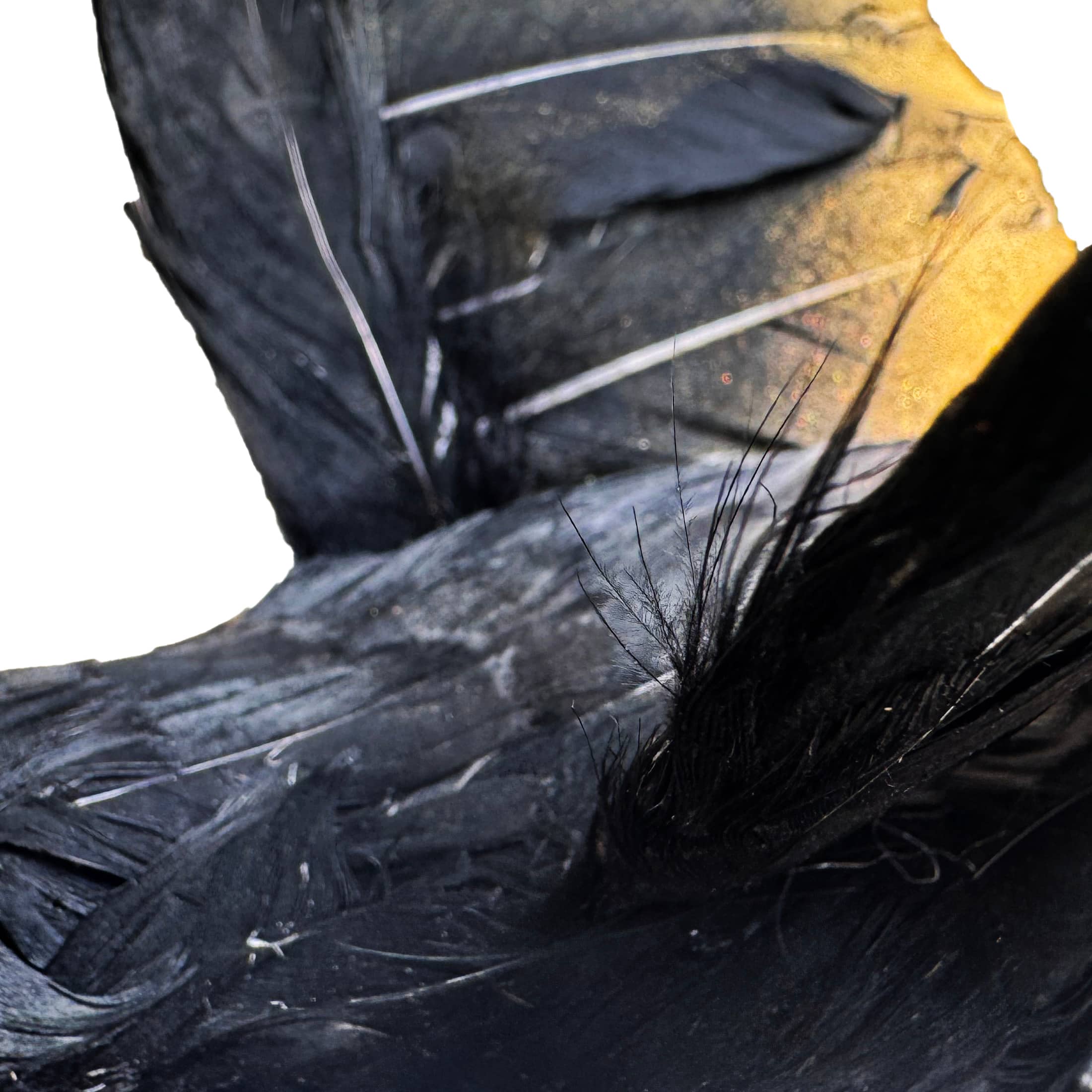 6" Black Flying Crow by Ashland®