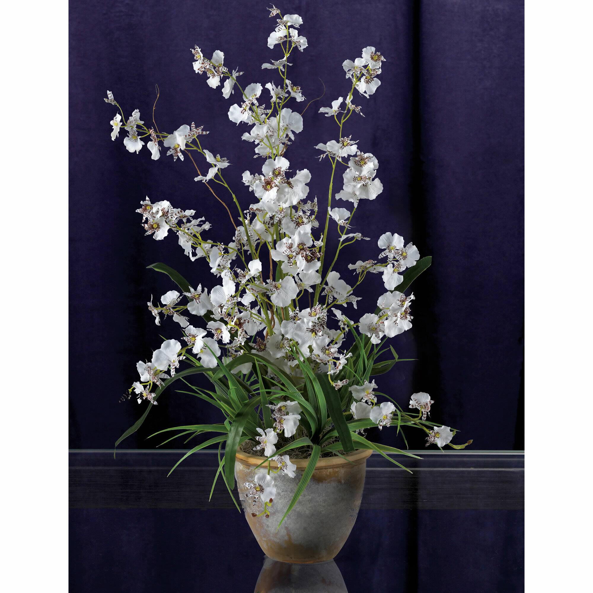 2ft. White Dancing Lady Orchid Arrangement in Ceramic Vase