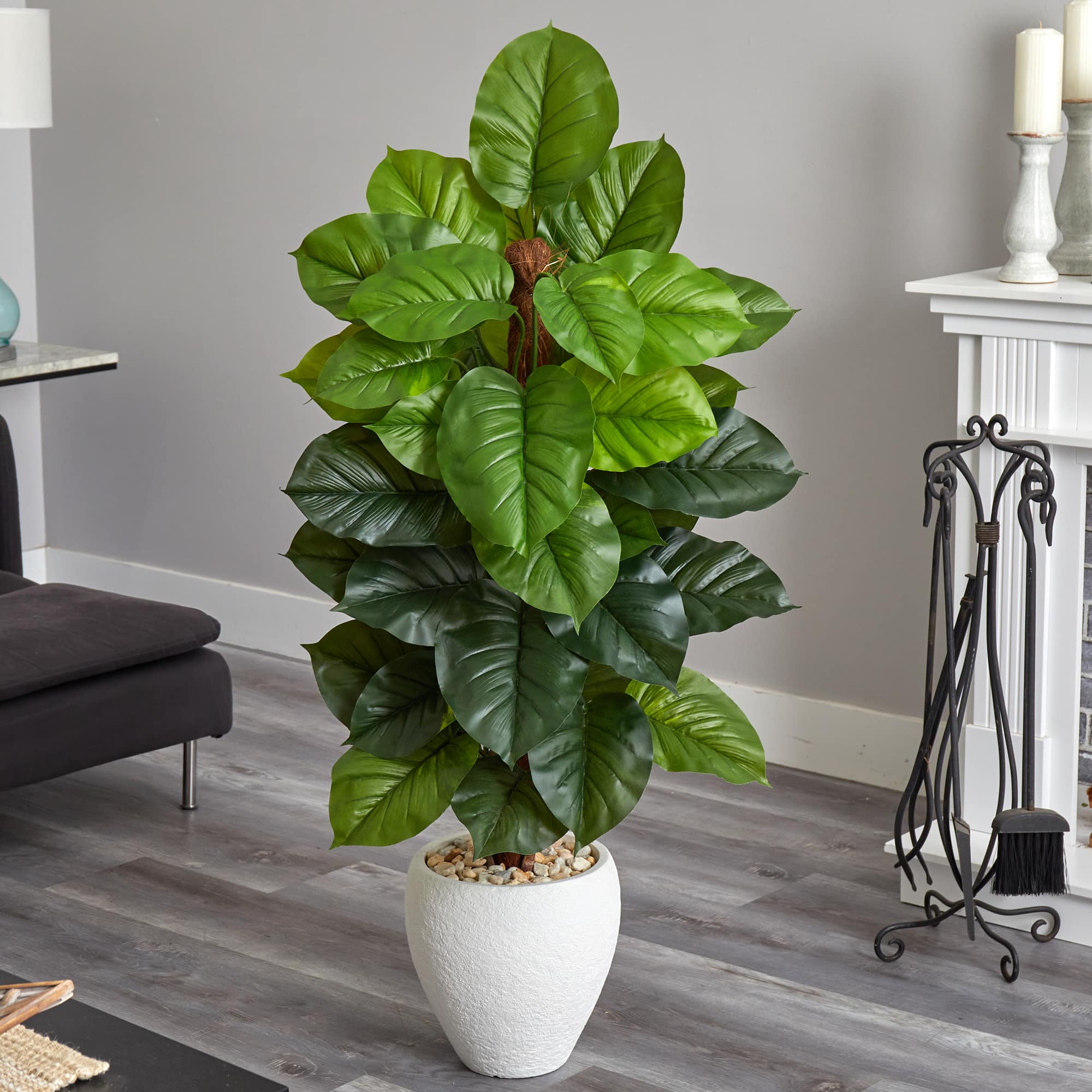 5ft. Large Leaf Philodendron Plant in White Oval Planter