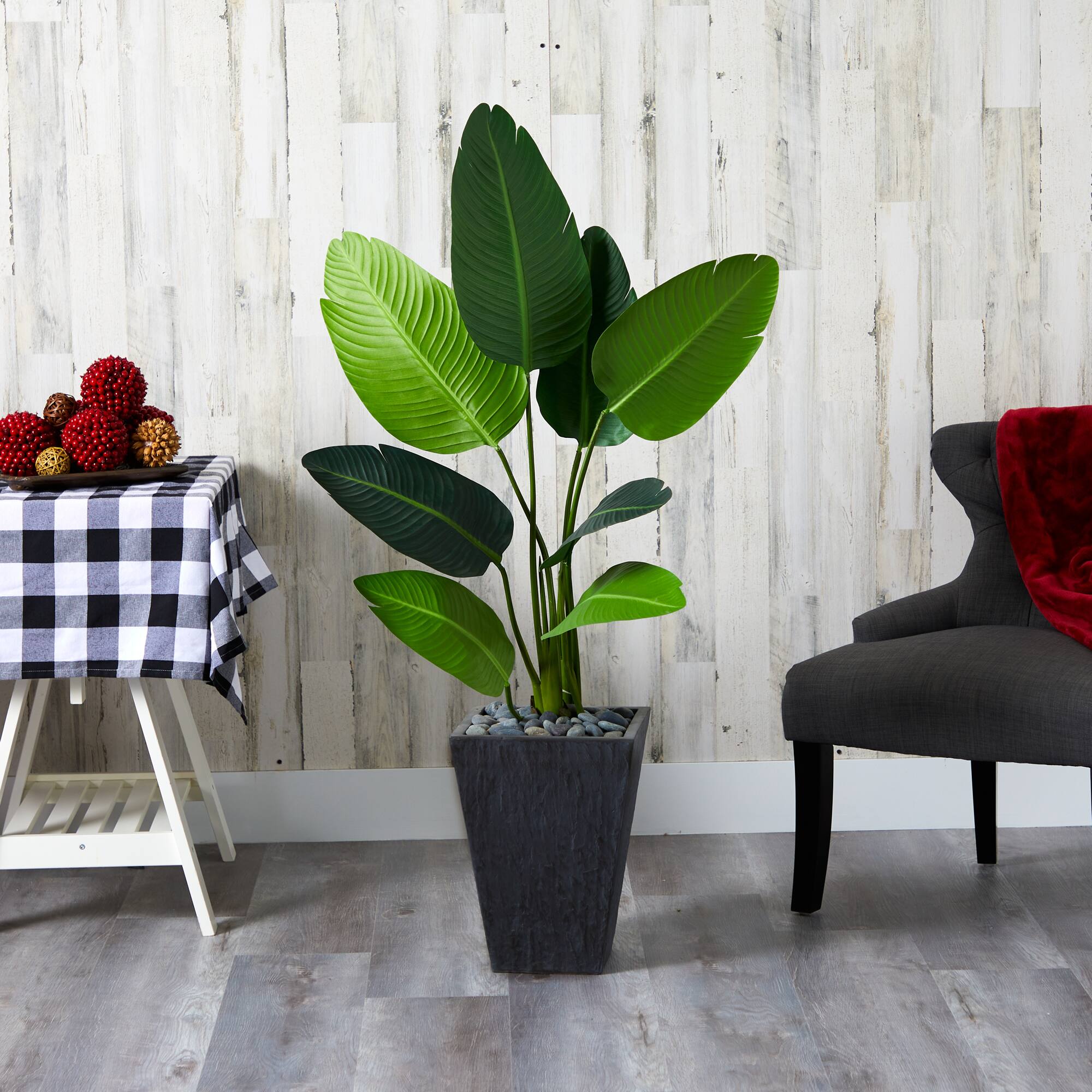 4ft. Travelers Palm Tree in Slate Planter