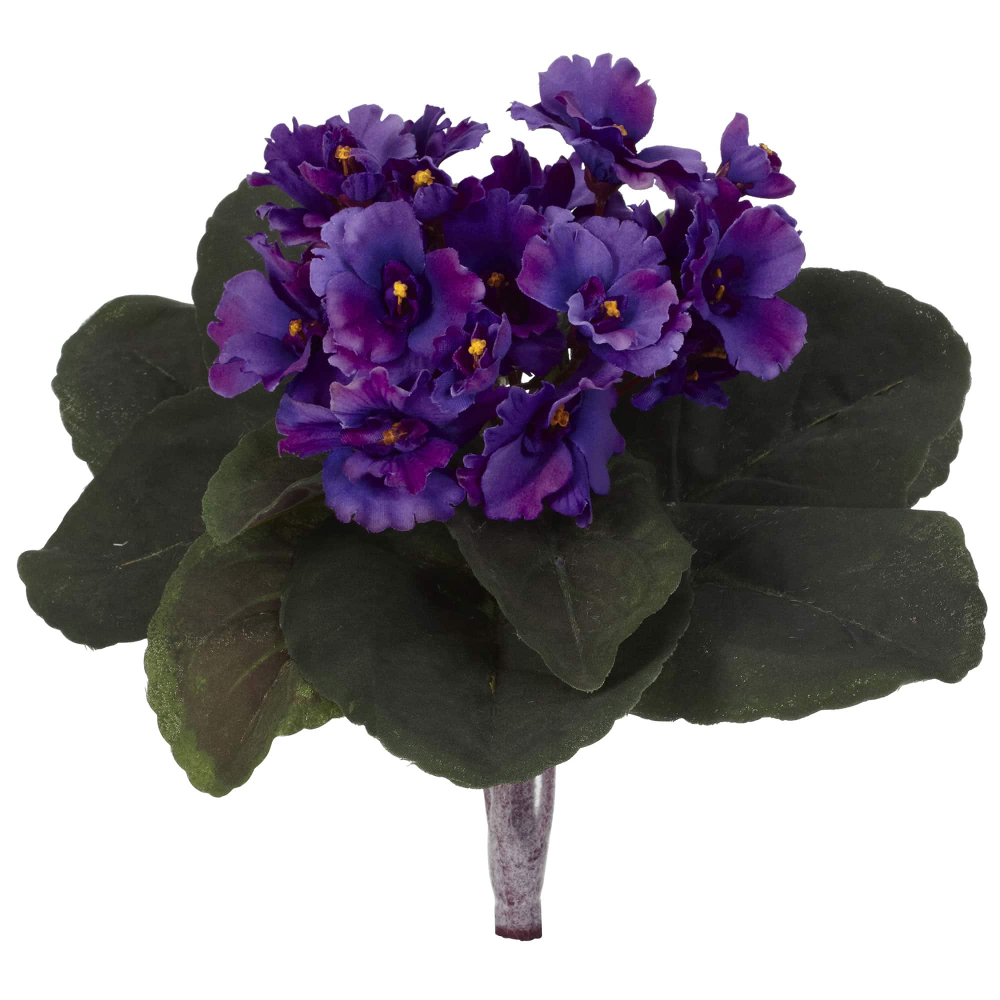 PURPLE VELVET (4'-5' Deep Black-Violet)