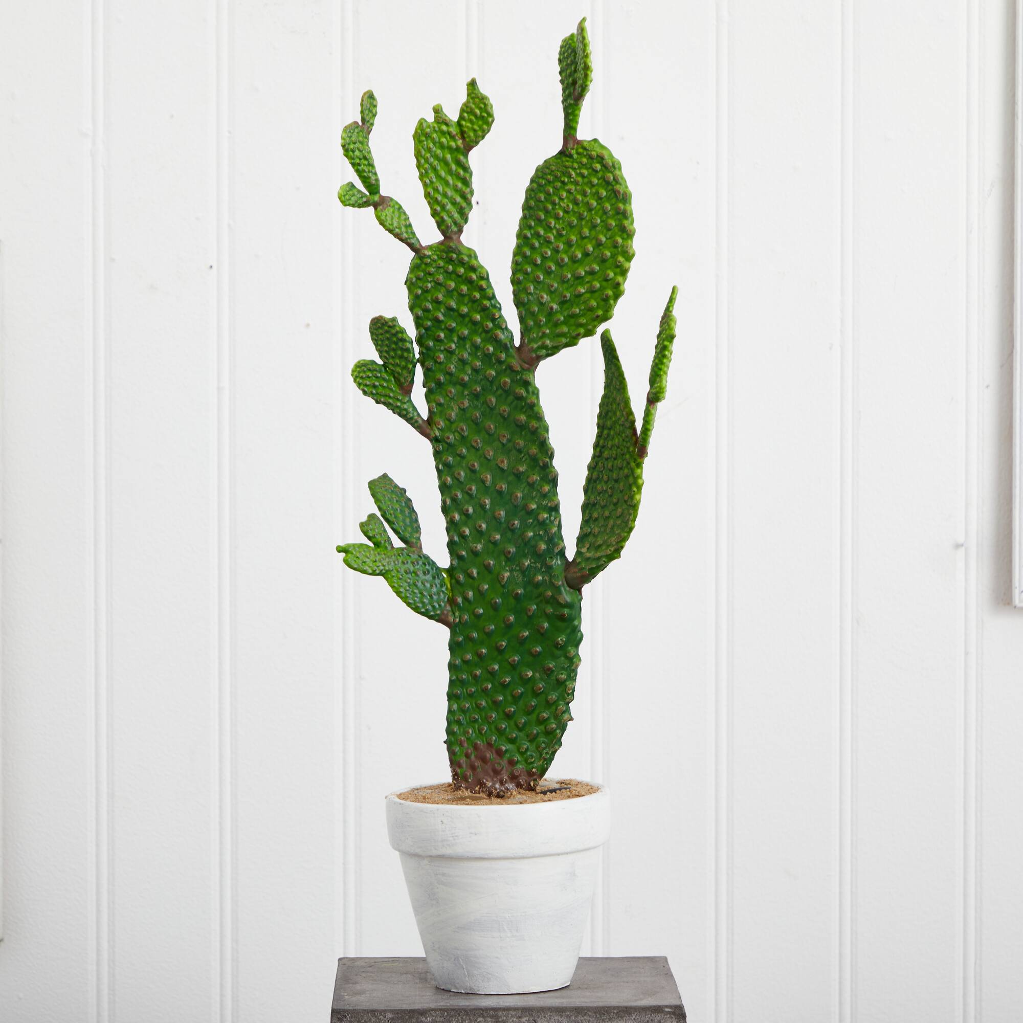 2ft. Cactus Plant in White Planter