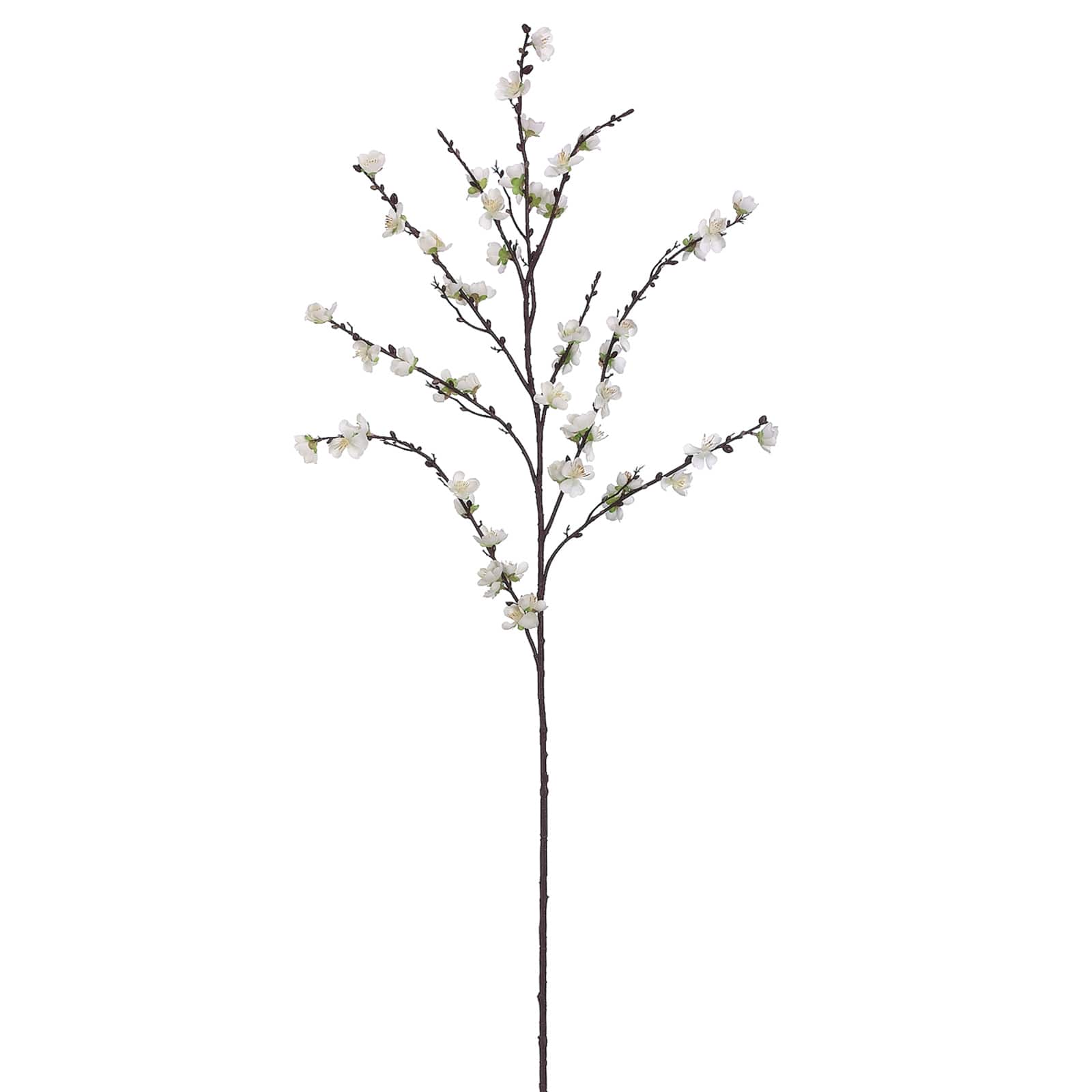 White Plum Blossom Stem