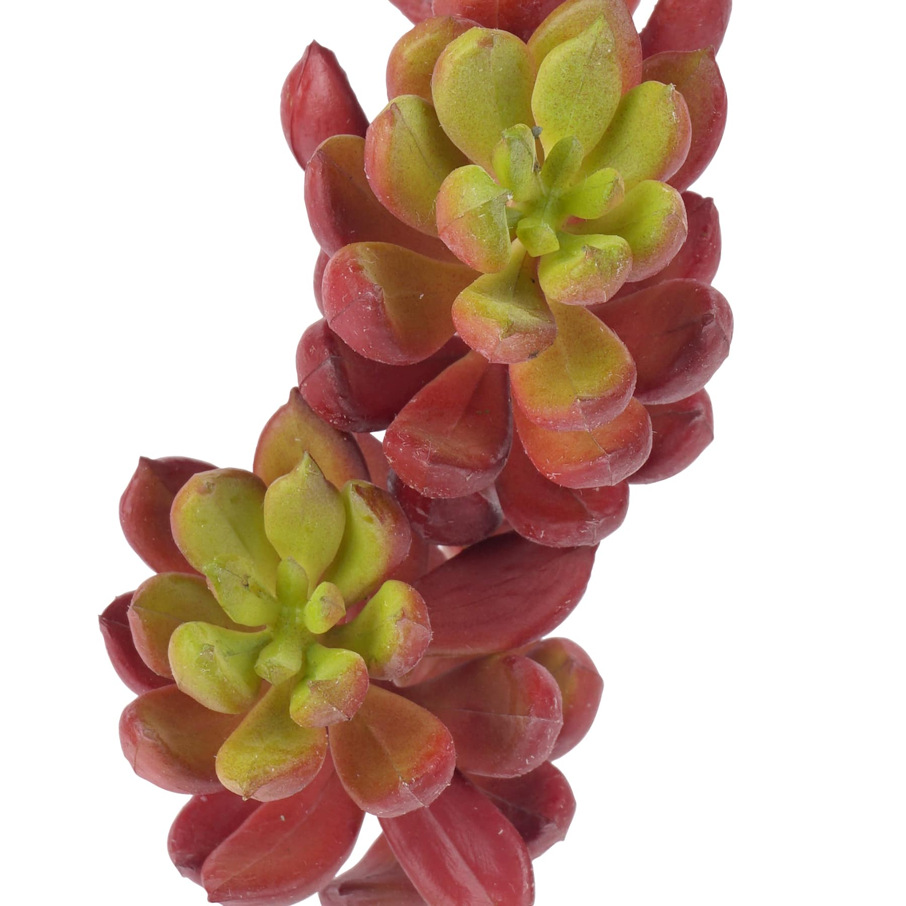 24 Pack: Assorted 3 Head Succulent Pick by Ashland&#xAE;