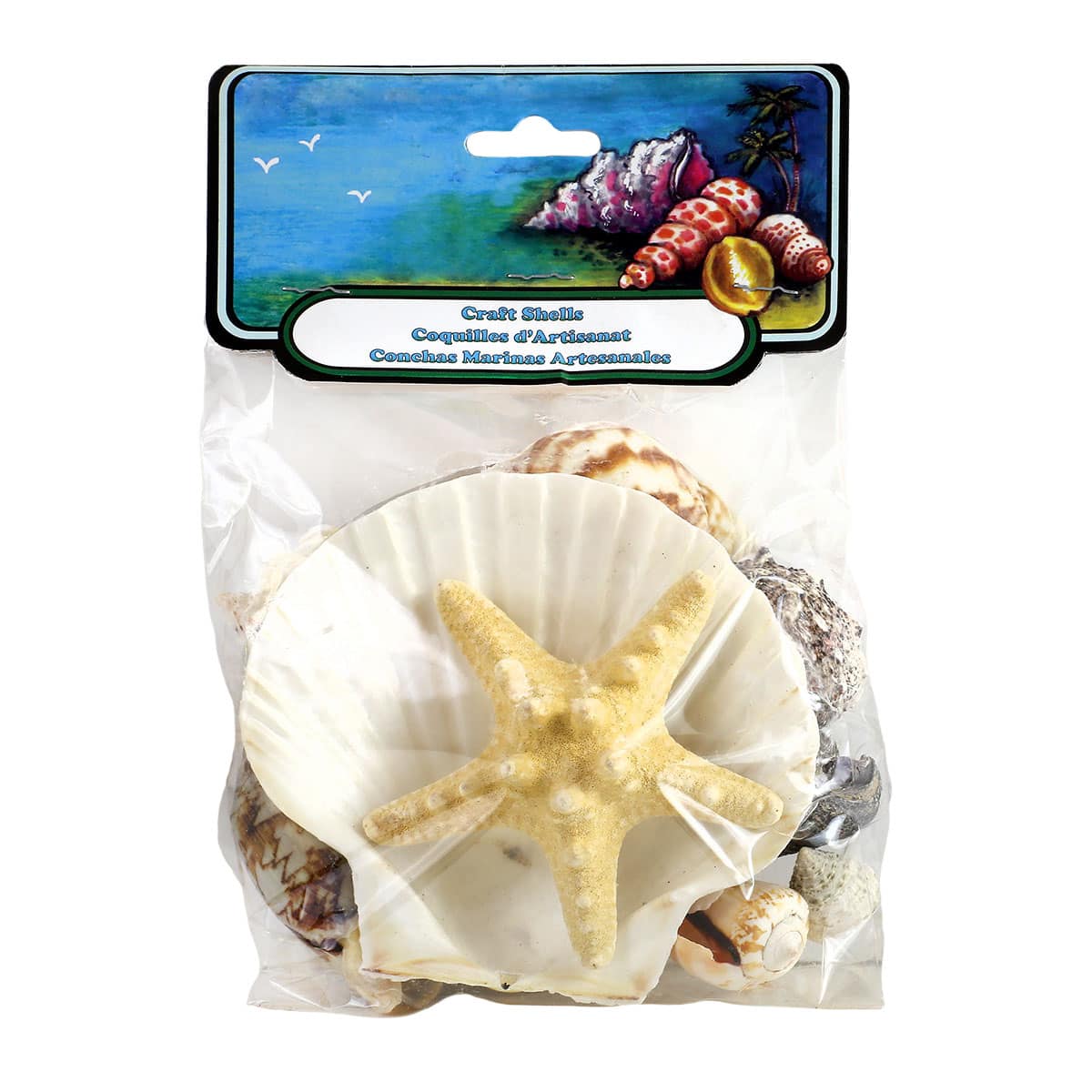 Marine Animal Specimens Identification Kit Sea Shells Home Desk Decoration 