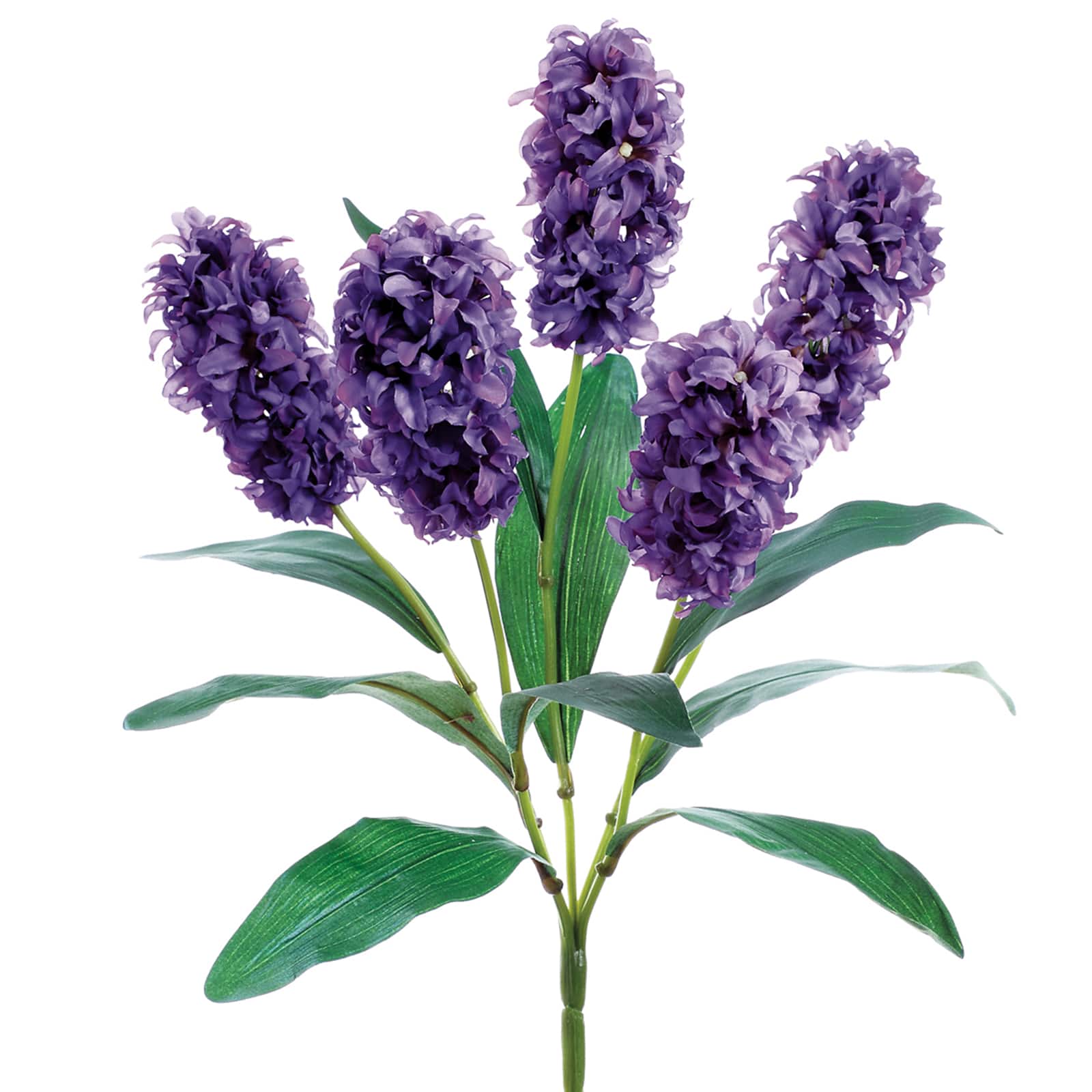 Purple Hyacinth Bush