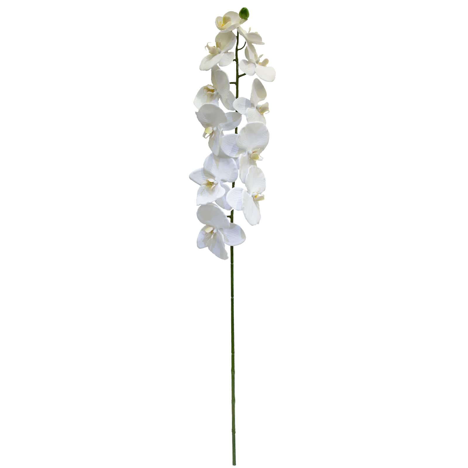 Buy The White Orchid Stem By Ashland At Michaels Buy The White Orchid Stem By Ashland At Michaels