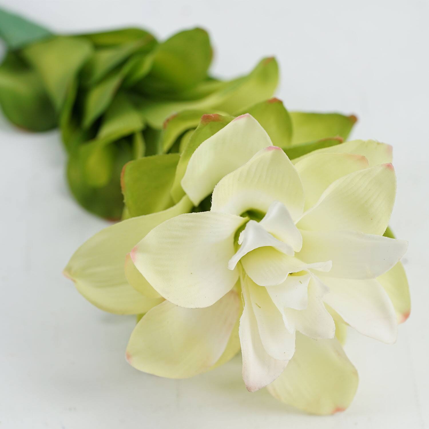 Cream White Torch Ginger Flower Crafting Stem