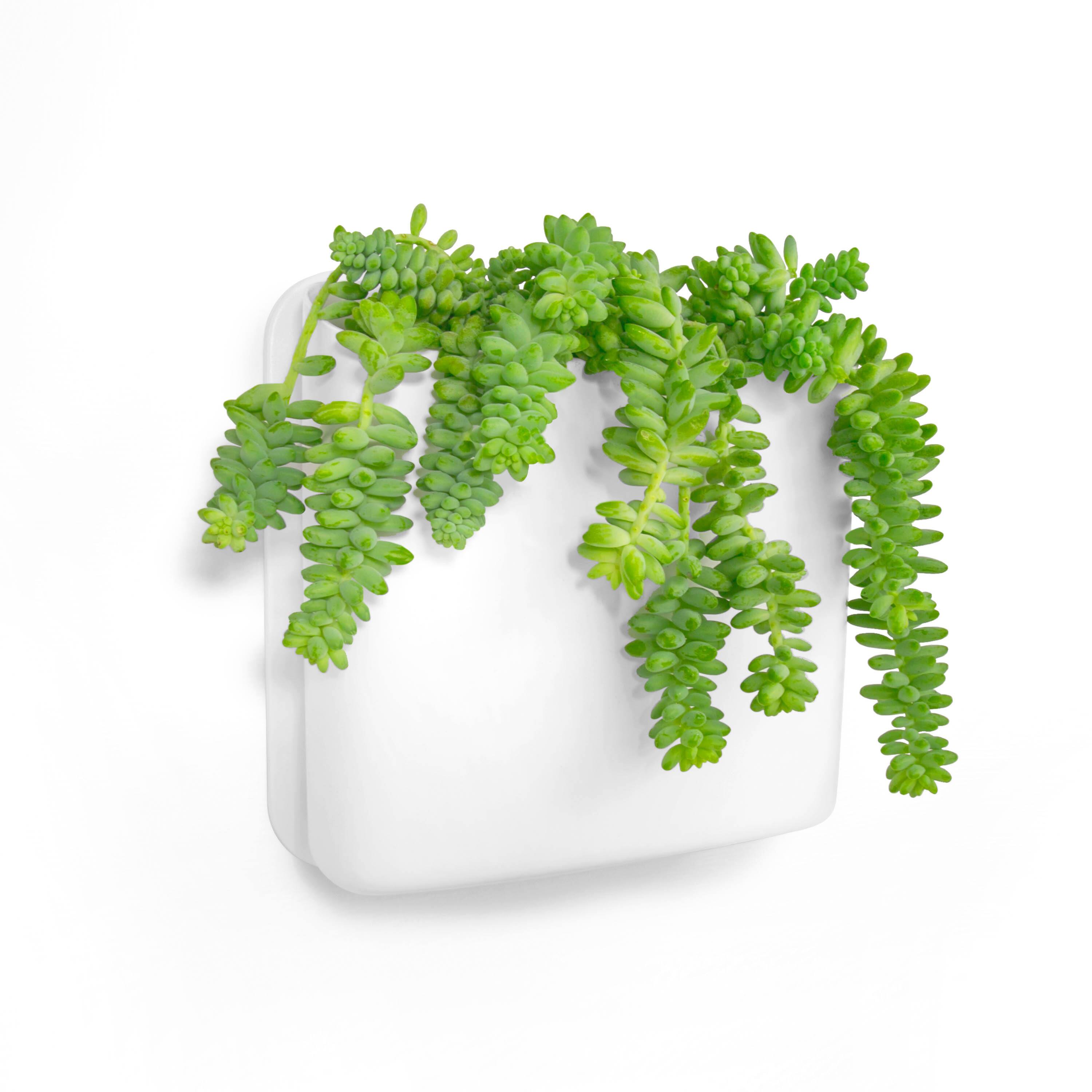 6 Pack: Honey Can Do Biggy