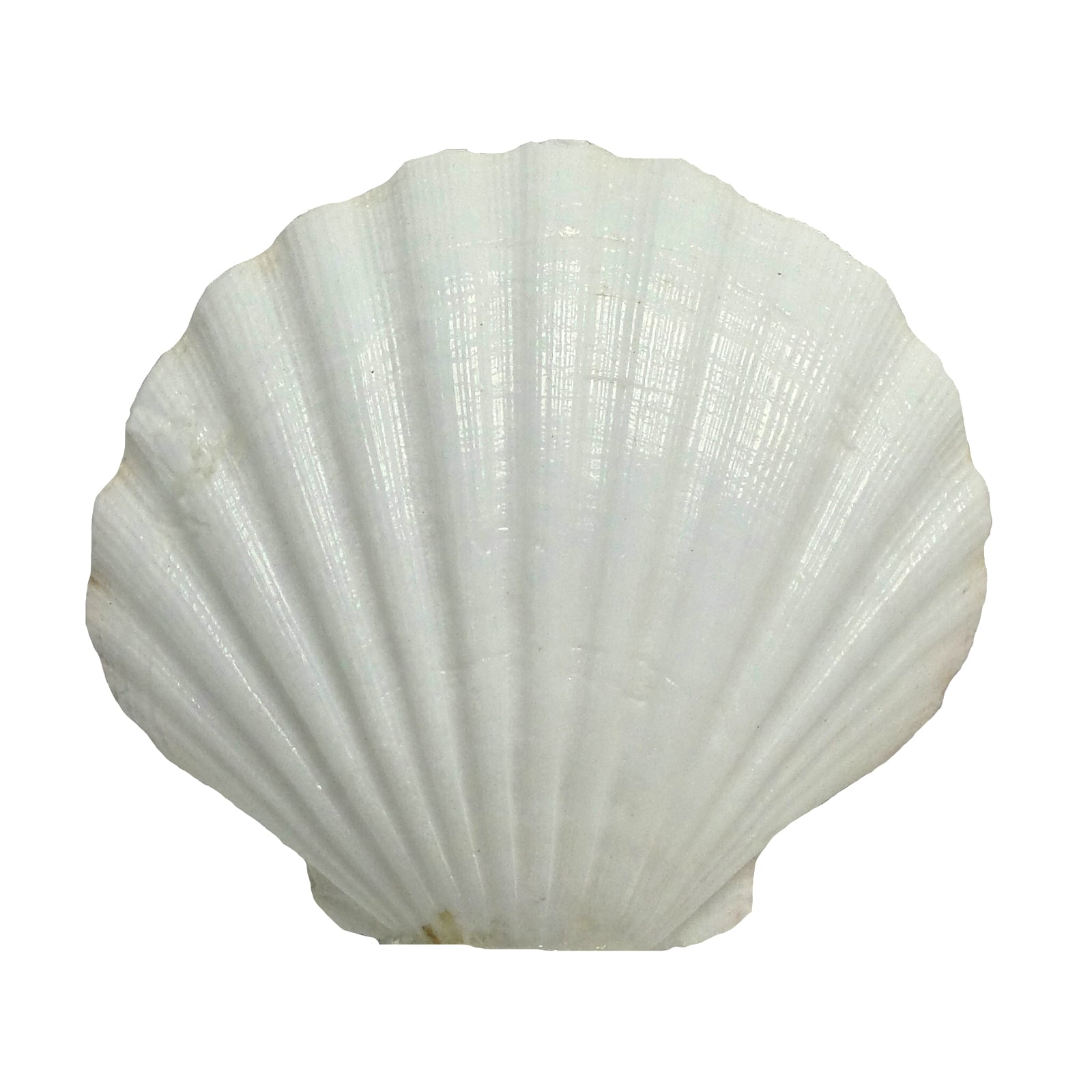 Irish Deep Baking Scallop Shell 4-4.5 - Seashell Supplies - Scallop  Shells Crafts - Irish Baking Shells - Wedding Decor - FREE SHIPPING!