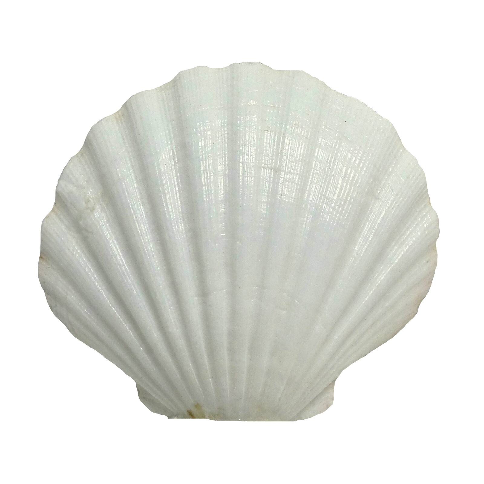U.S. Shell Irish Deep Shell