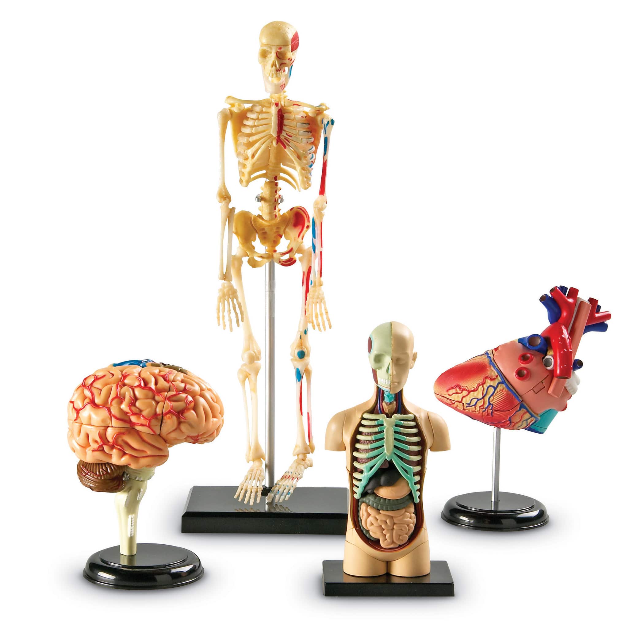 Heart Brain Skeleton Body Anatomy Model Bundle Set