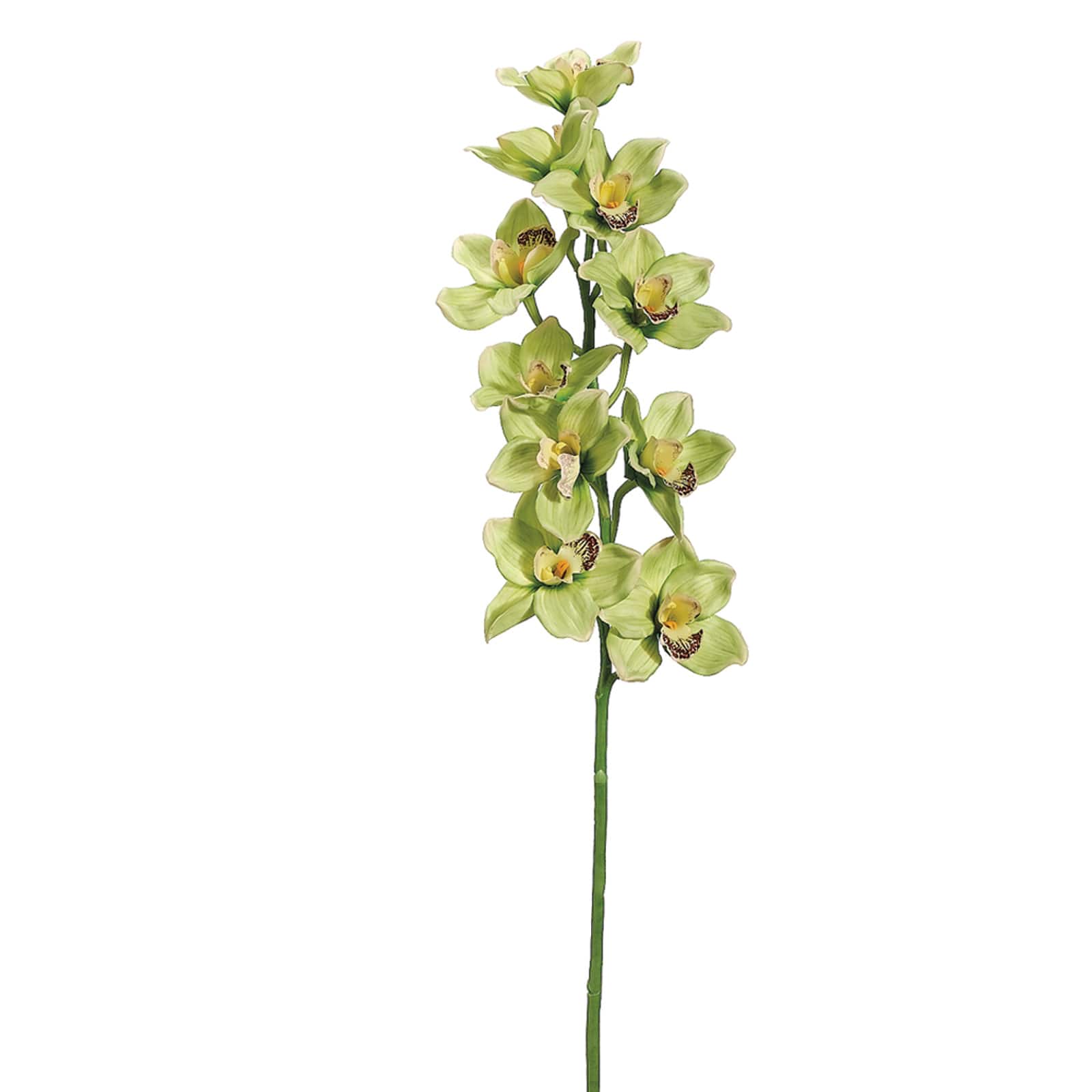 Green &#x26; Burgundy Cymbidium Orchid Stem