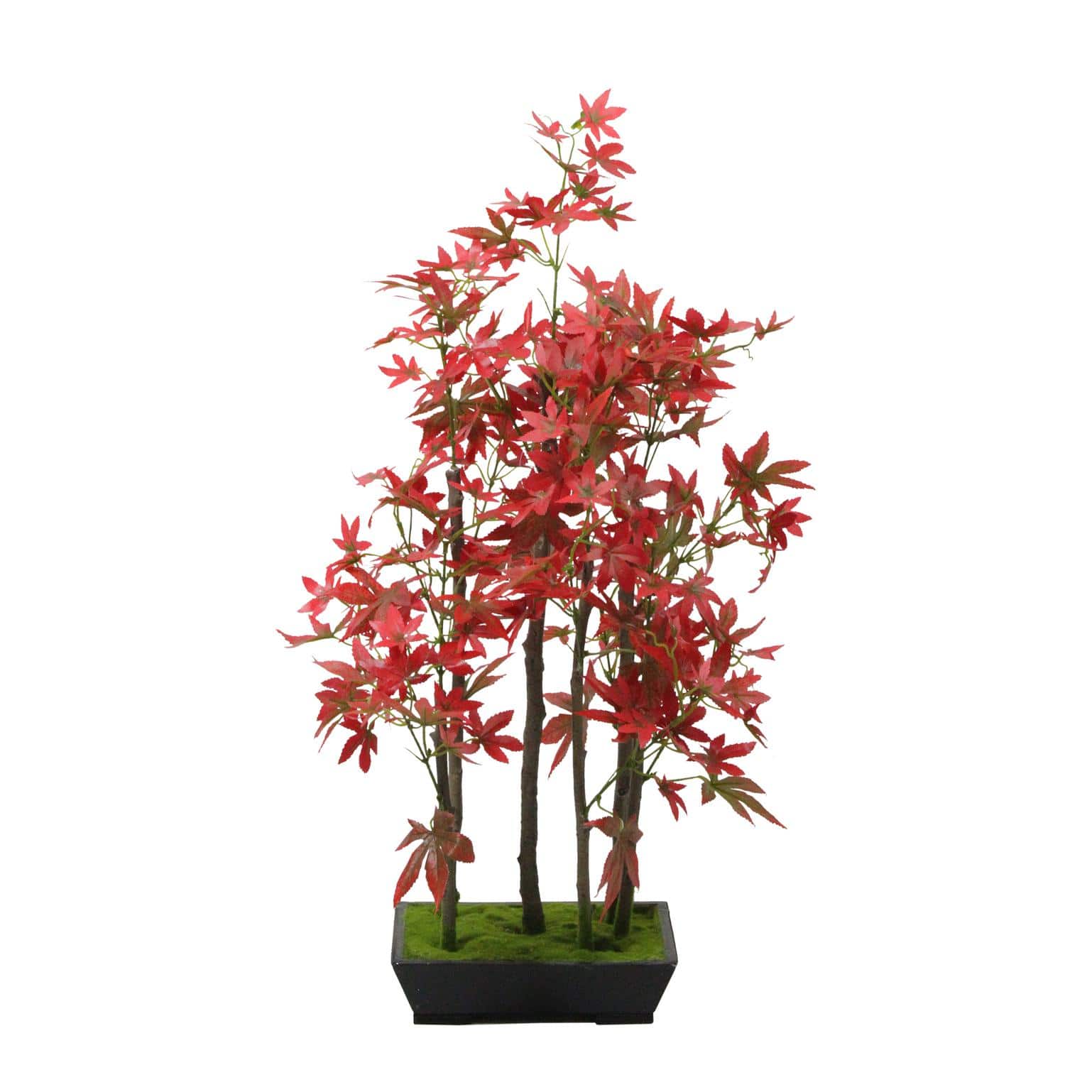 25&#x22; Bonsai-Inspired Red Leaved Japanese Maple Tree