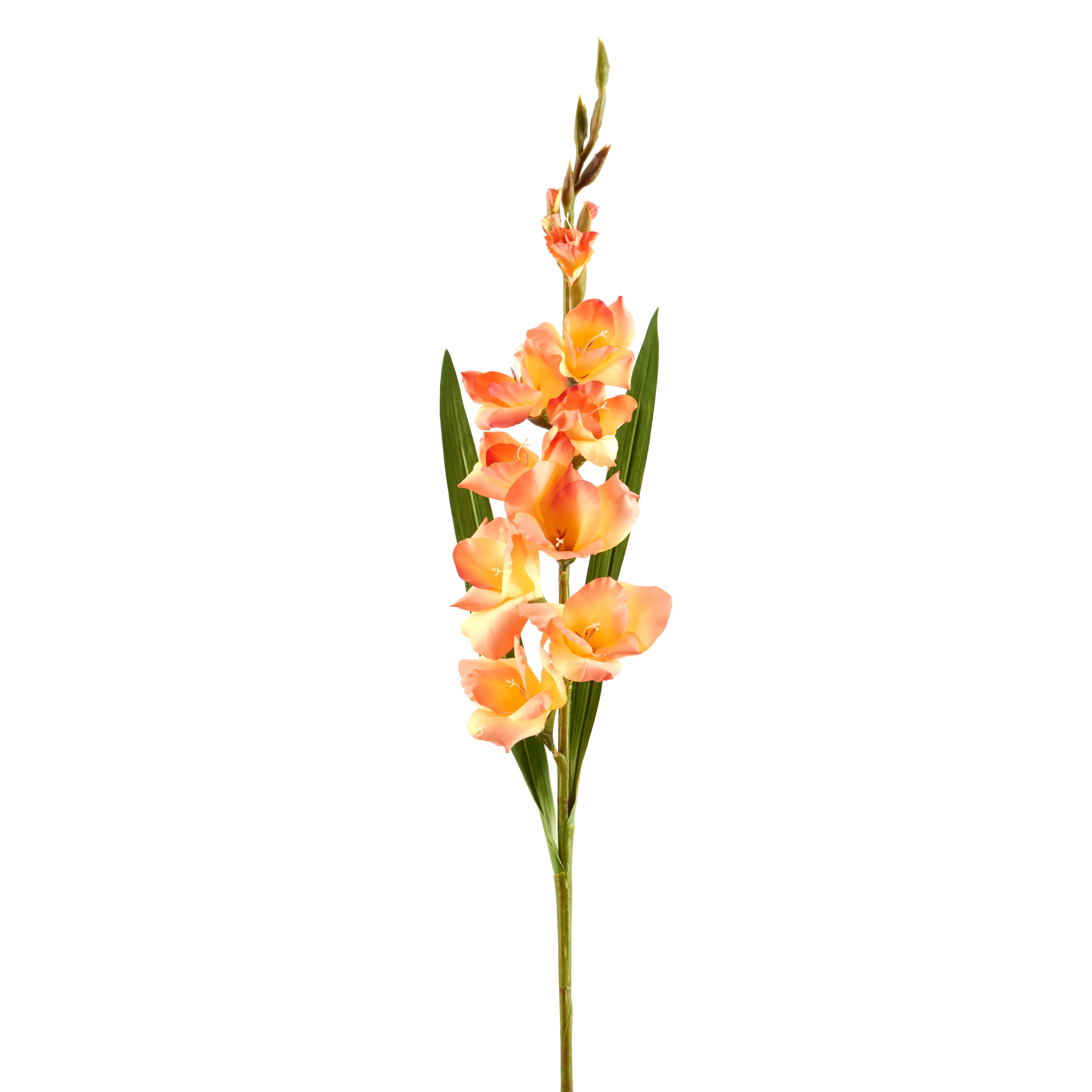 Gladiolus Stem by Ashland®