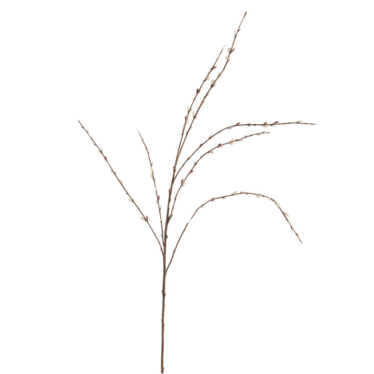 Pussy Willow Stem by Ashland®