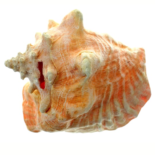 Large Conch Shell | Michaels