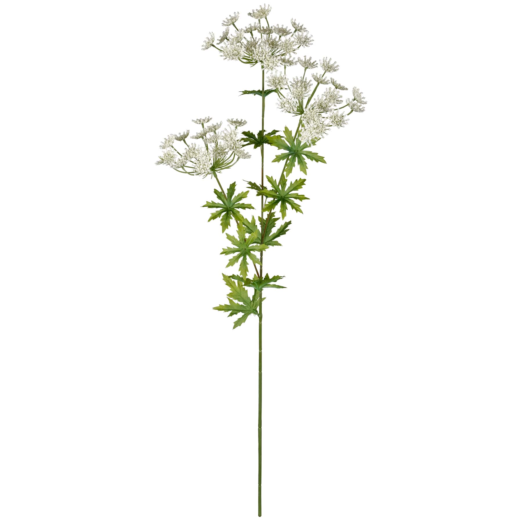 12 Pack: White Queen Anne&#x27;s Lace Spray by Ashland&#xAE;