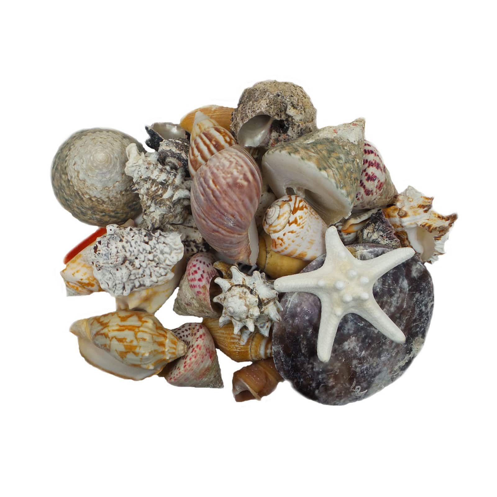 U.S. Shell Dark Shell Mix with Starfish Gift Pack
