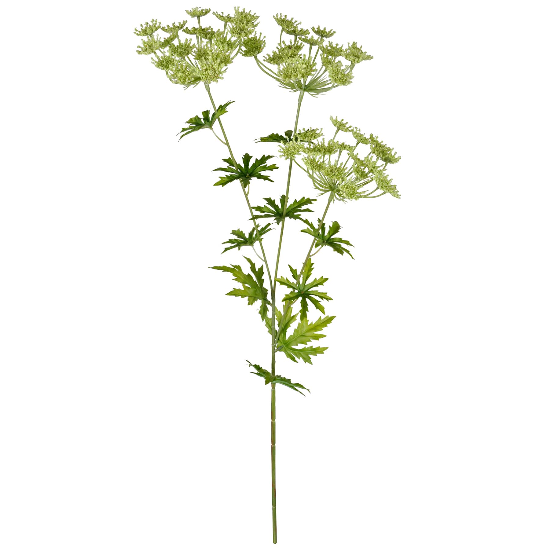 12 Pack: Light Green Queen Anne&#x27;s Lace Spray by Ashland&#xAE;