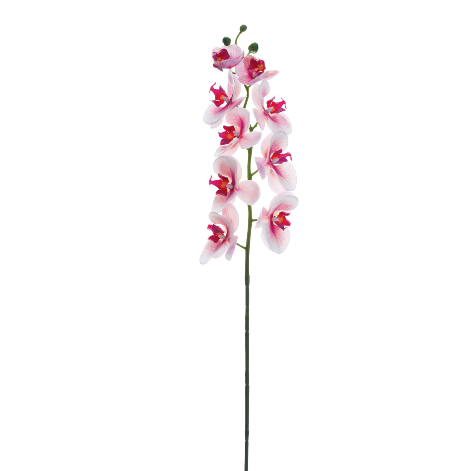 Pink Rubrum Phalaenopsis Orchid Stem