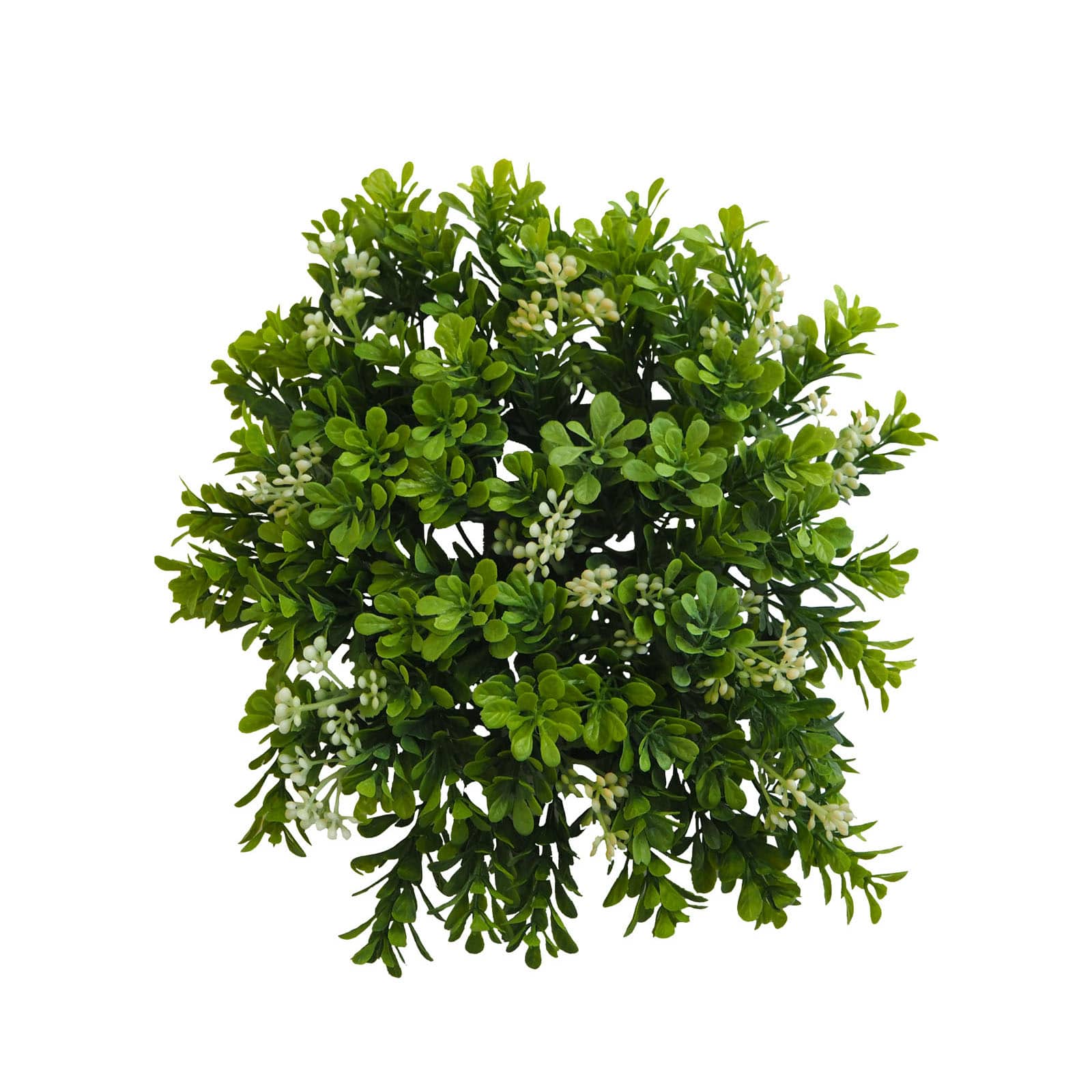 8 Pack: Green Boxwood Bush by Ashland&#xAE;