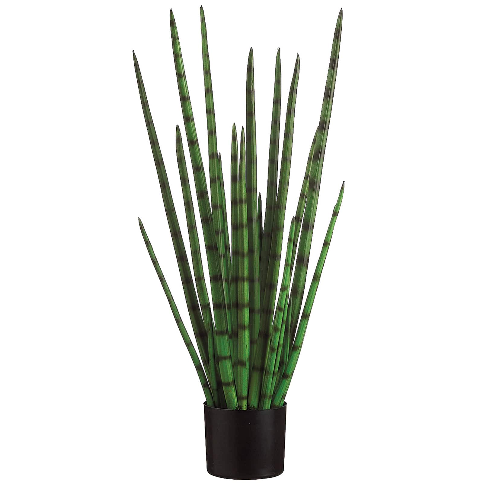 33&#x22; Snake Grass Plant