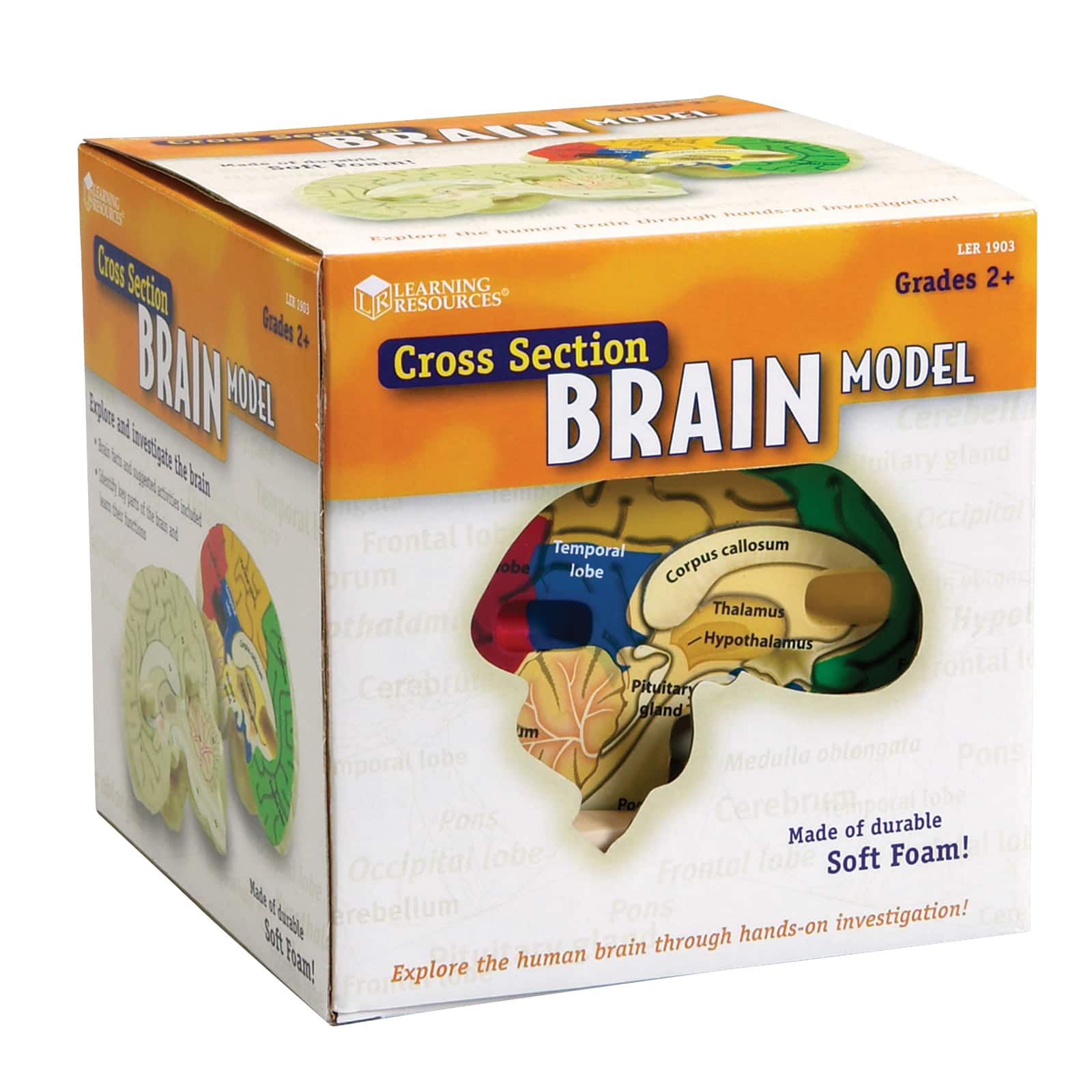 Learning Resources® Soft Foam Cross Section Human Brain Model