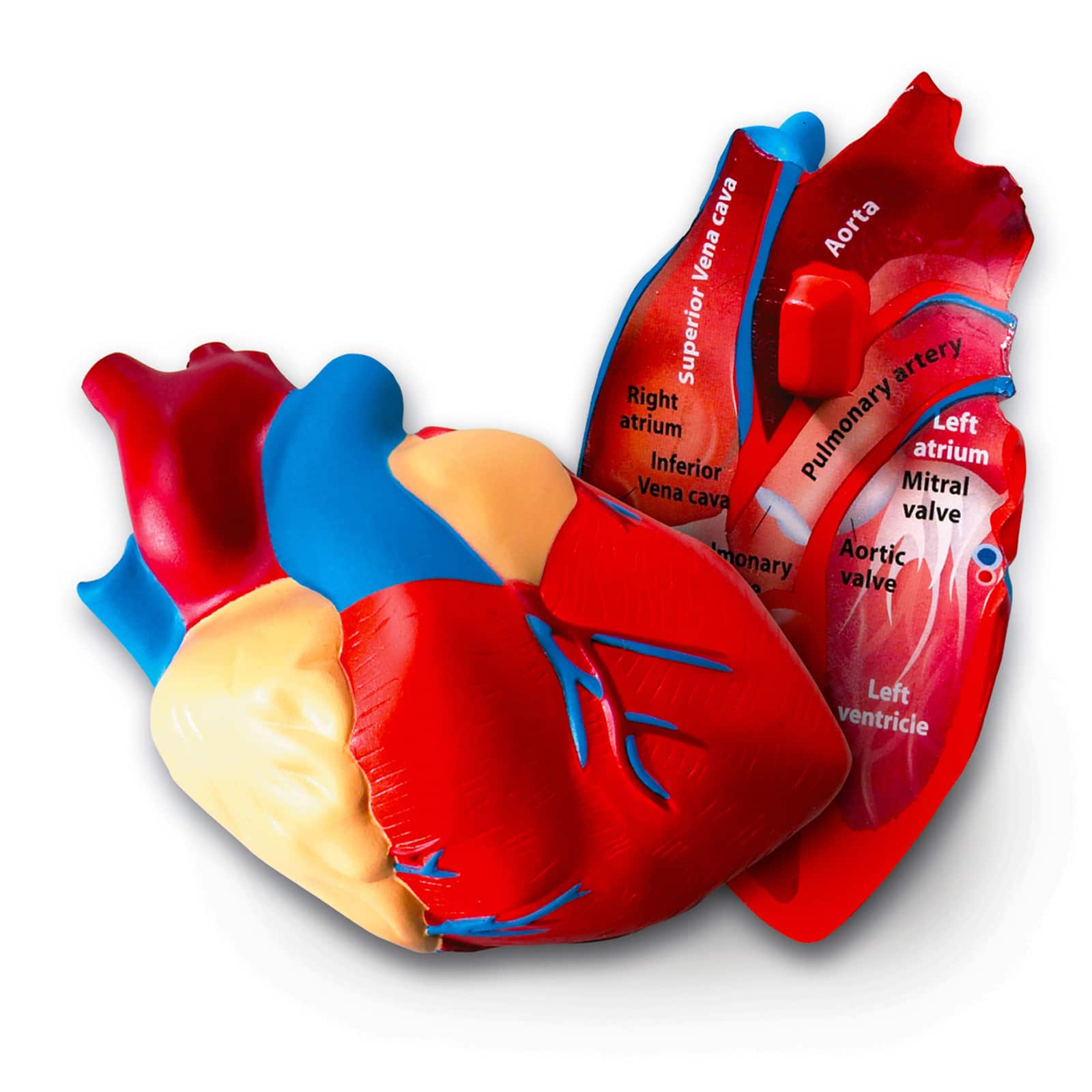 Learning Resources® Soft Foam Cross Section Human Heart Model