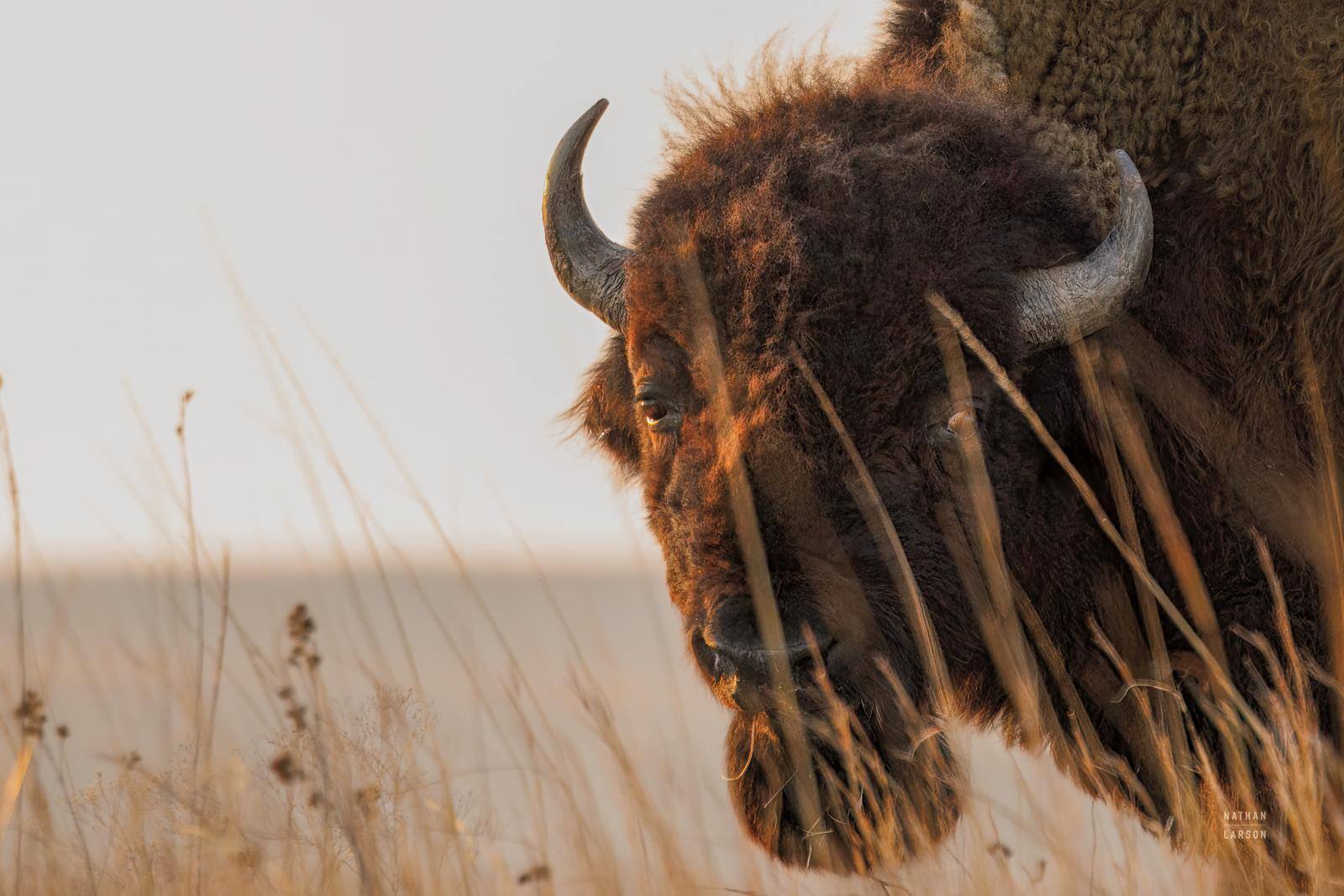 Bison Sunset