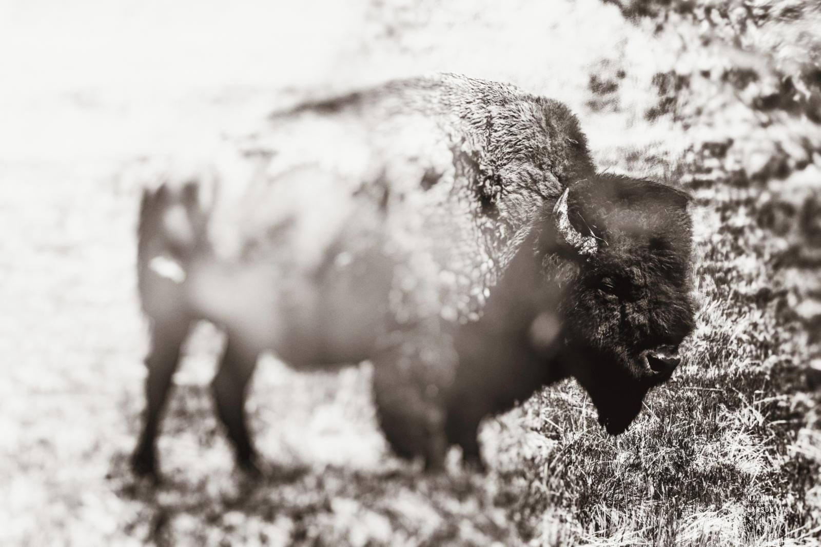 Bison Dream