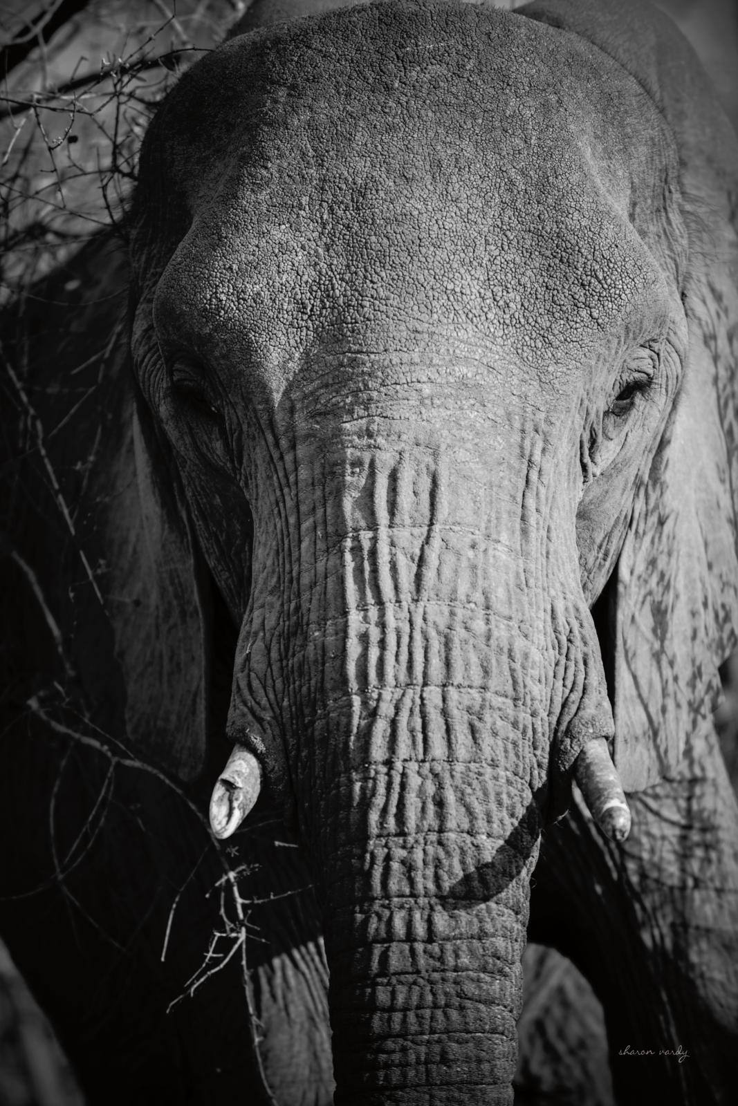 Close Up Elephant