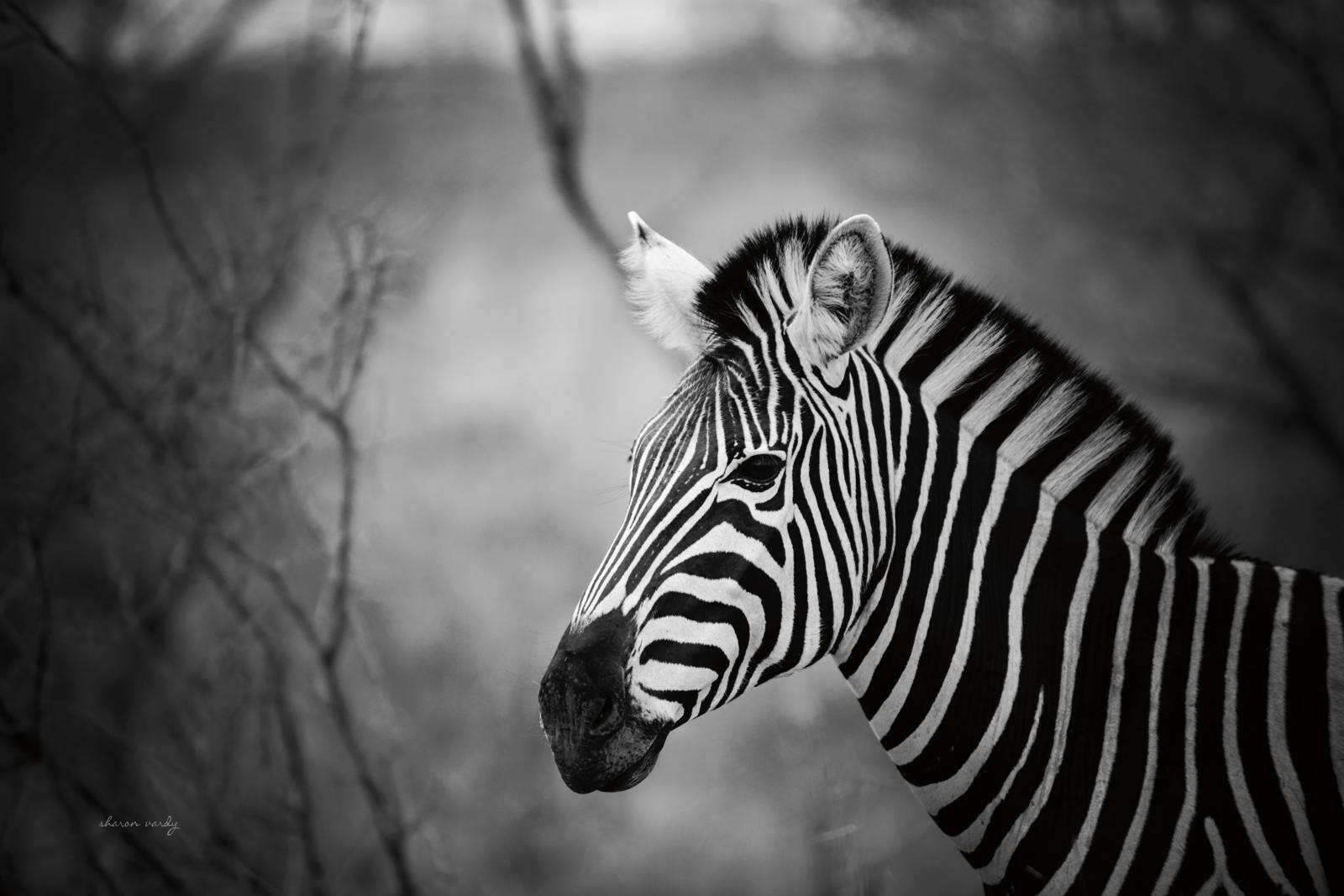 Black and White Zebra