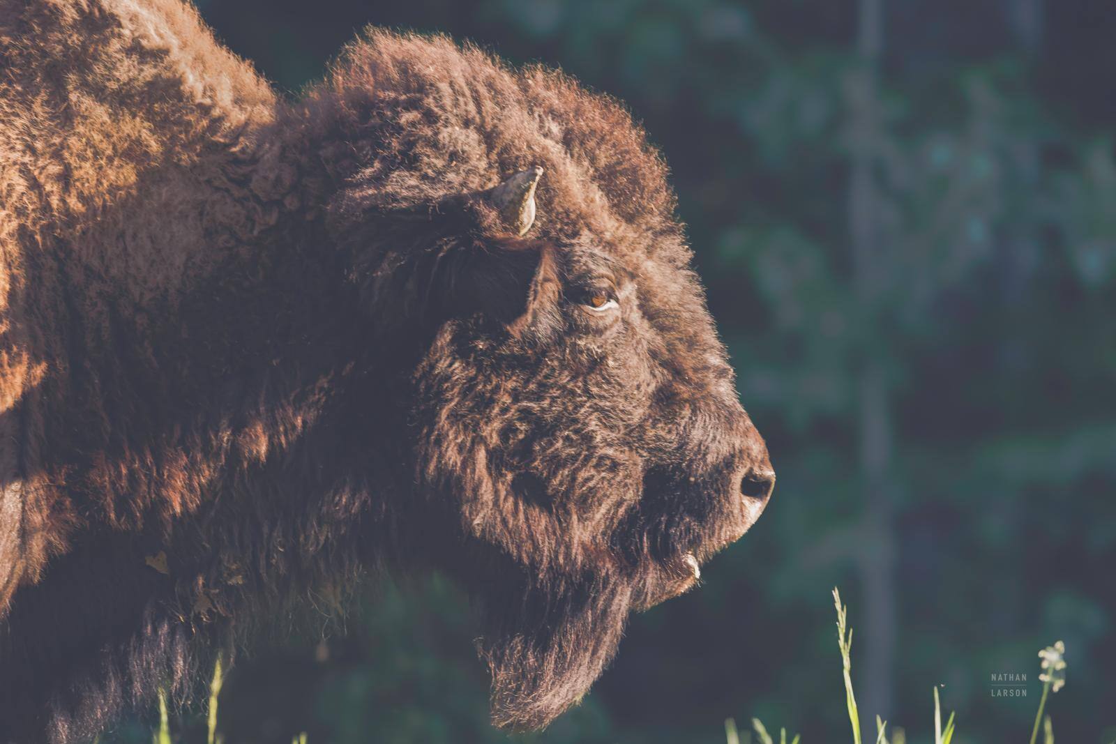 Bison Meditation