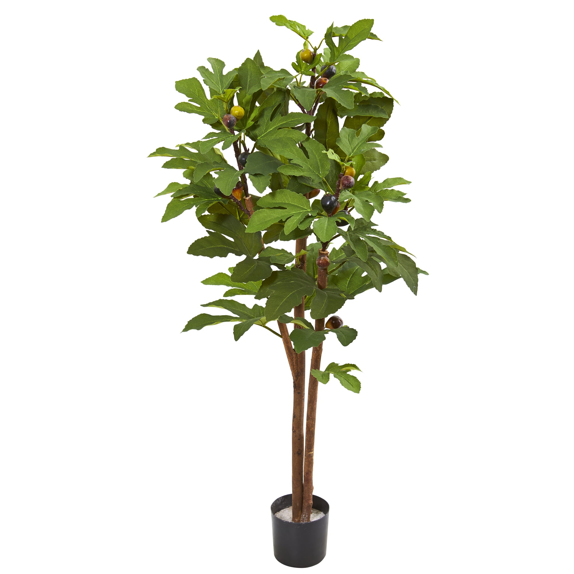 4ft. Potted Fig Tree