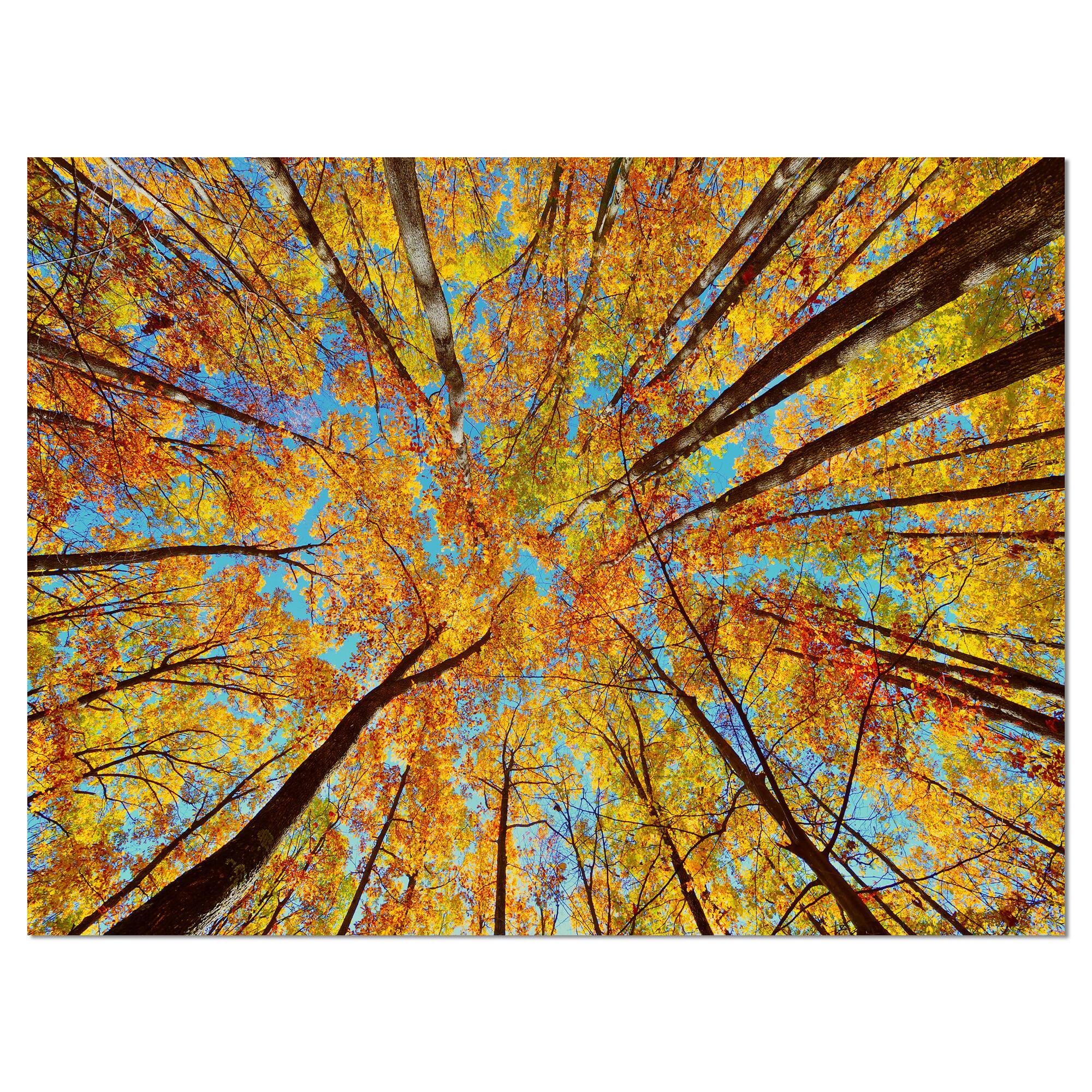 Designart - Tree Tops in Autumn Forest