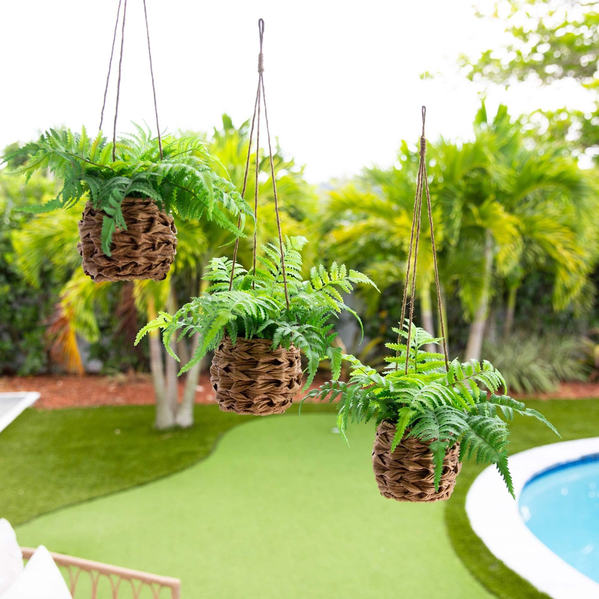 10" UV-Resistant Boston Ferns in Hanging Wicker Baskets, 3ct.