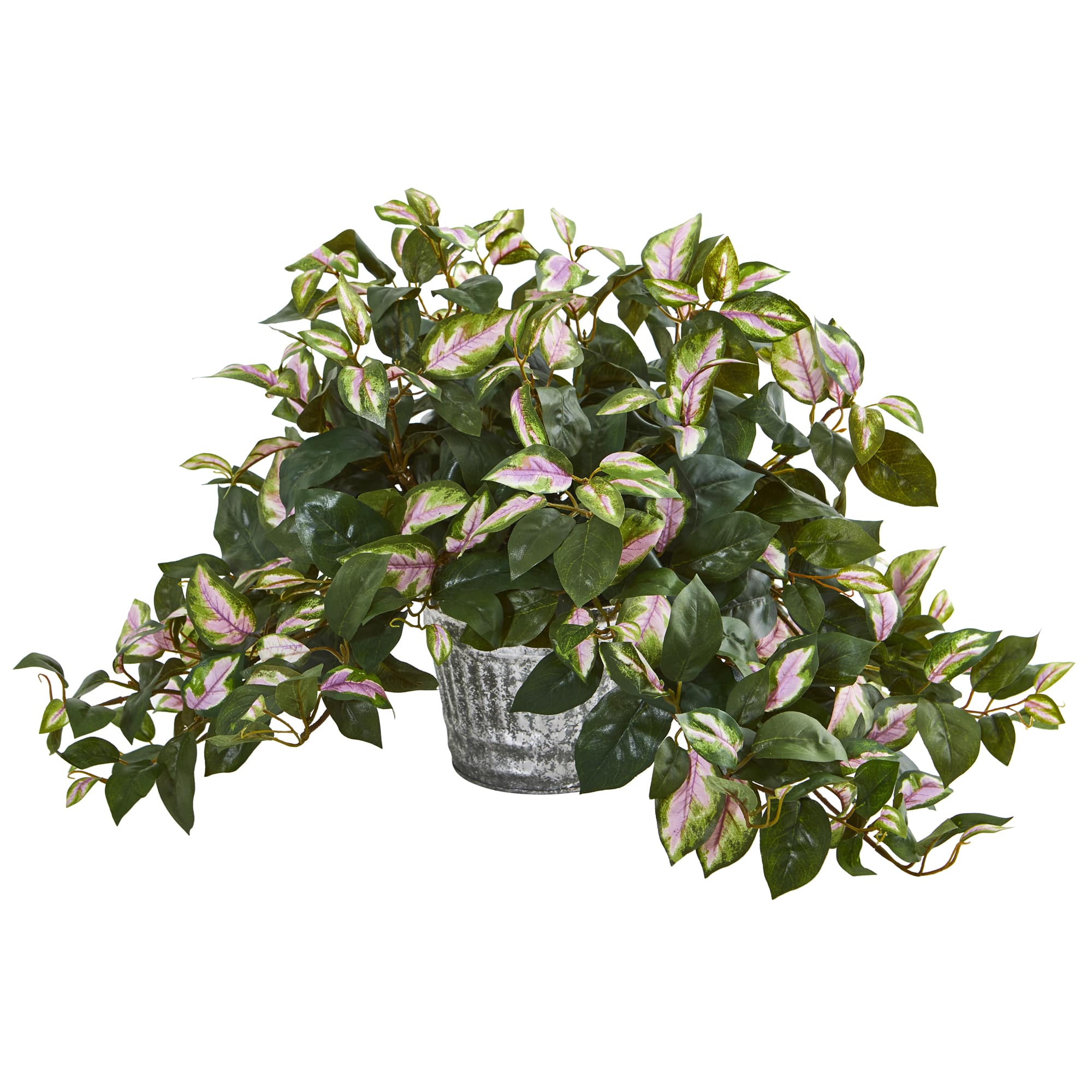 16" Hoya Plant in Vintage Hanging Metal Planter