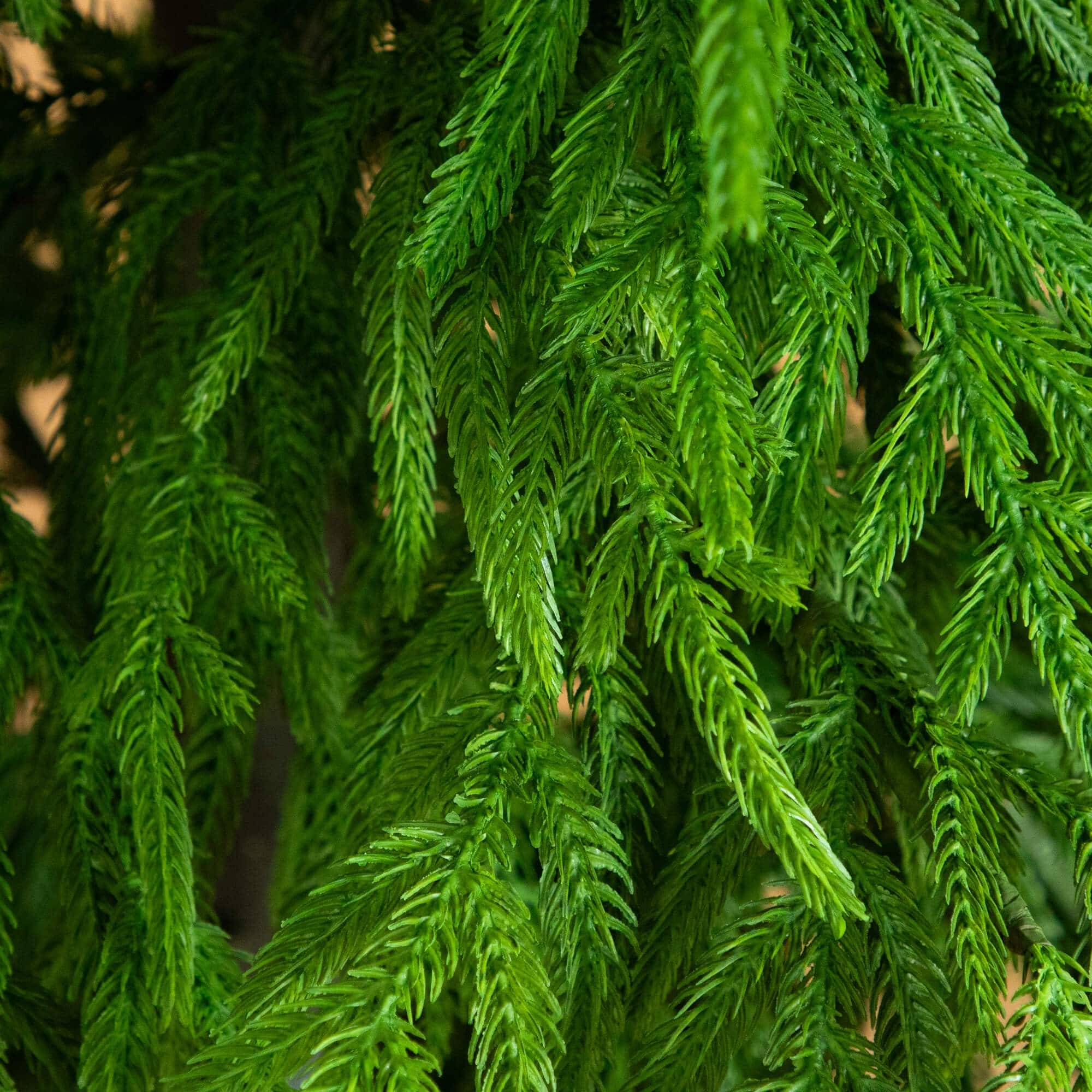 8ft. Unlit Norfolk Island Pine Real Touch Artificial Christmas Tree