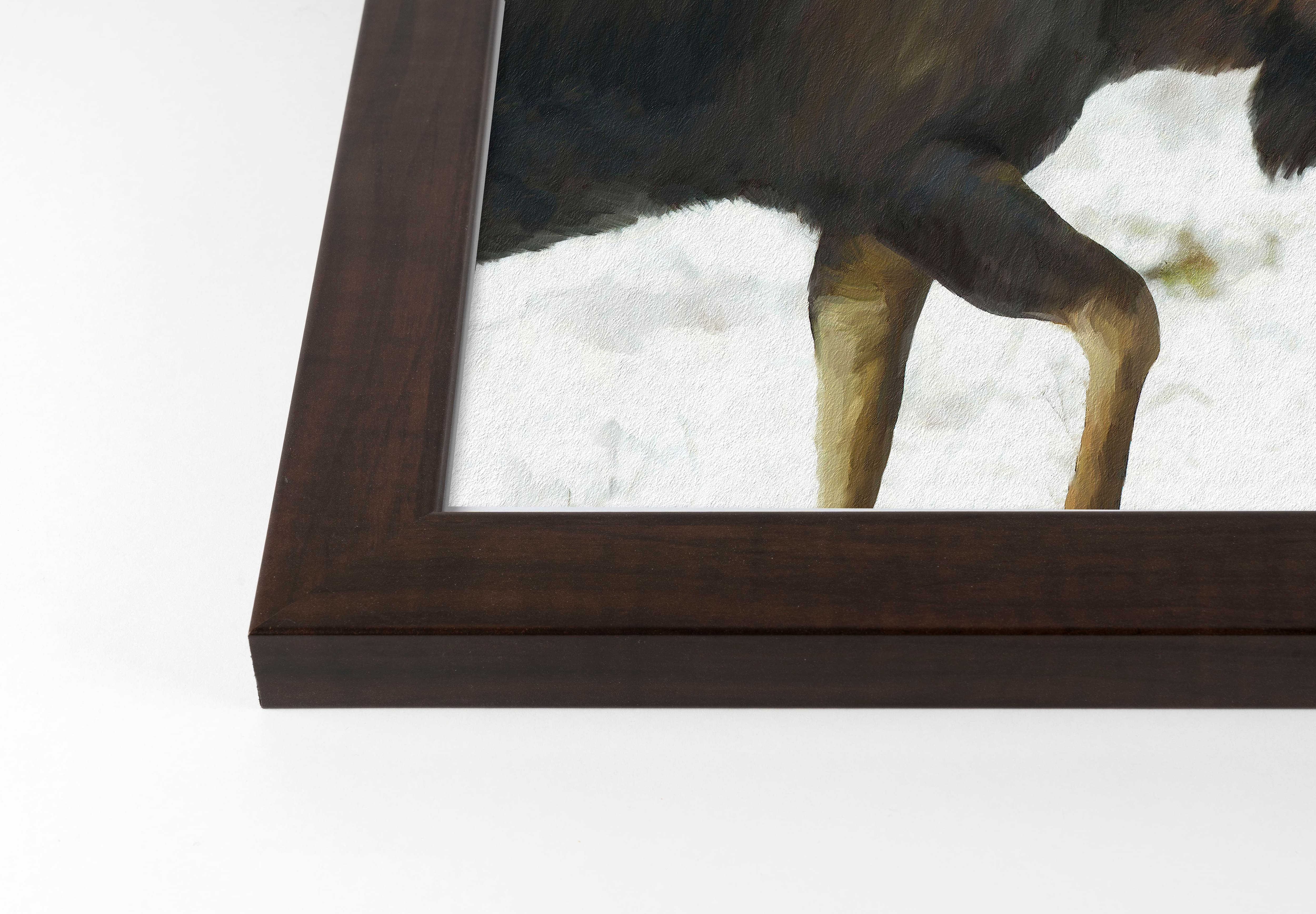 Moose in The Snow Black Framed Print Under Plexiglass