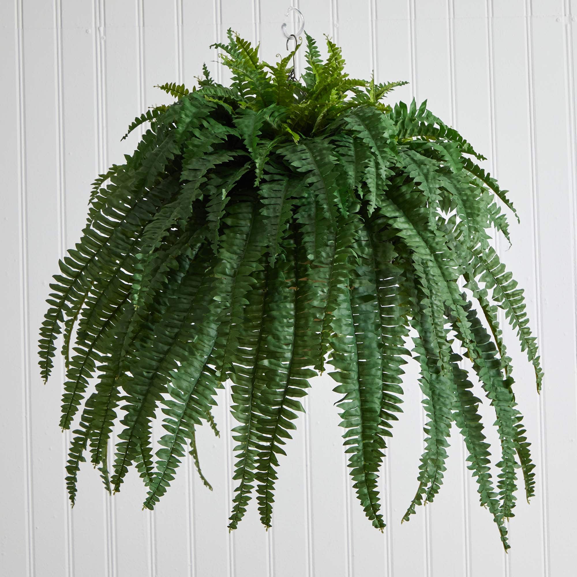3ft. Boston Fern Plant in Metal Hanging Bowl