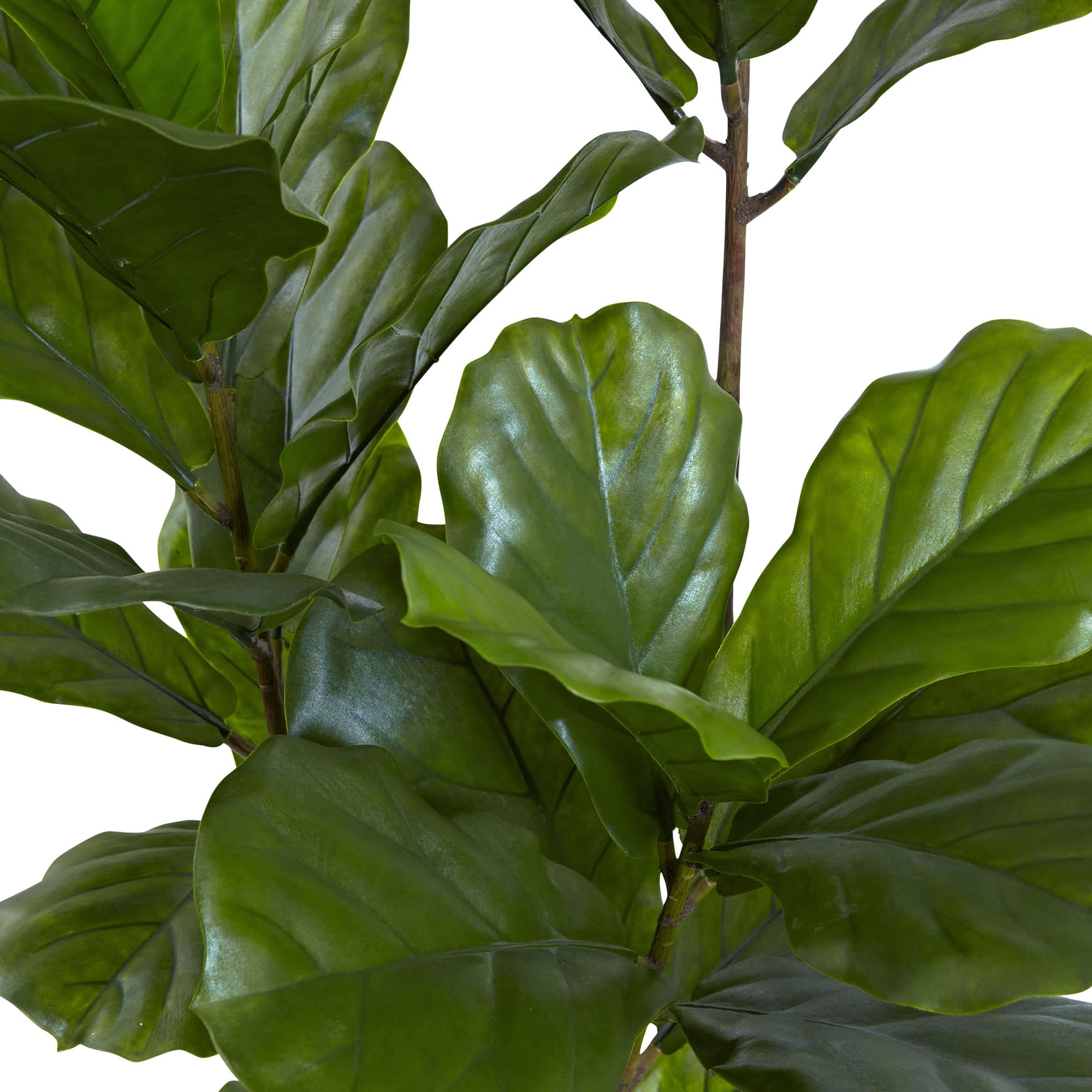 5.4ft. Potted Fiddle Leaf Tree