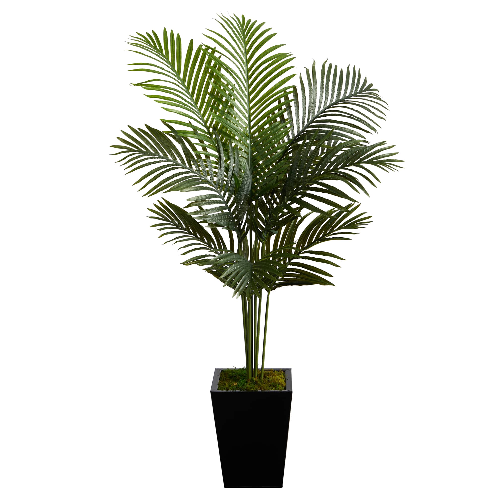 5ft. Paradise Palm Tree in Black Metal Planter