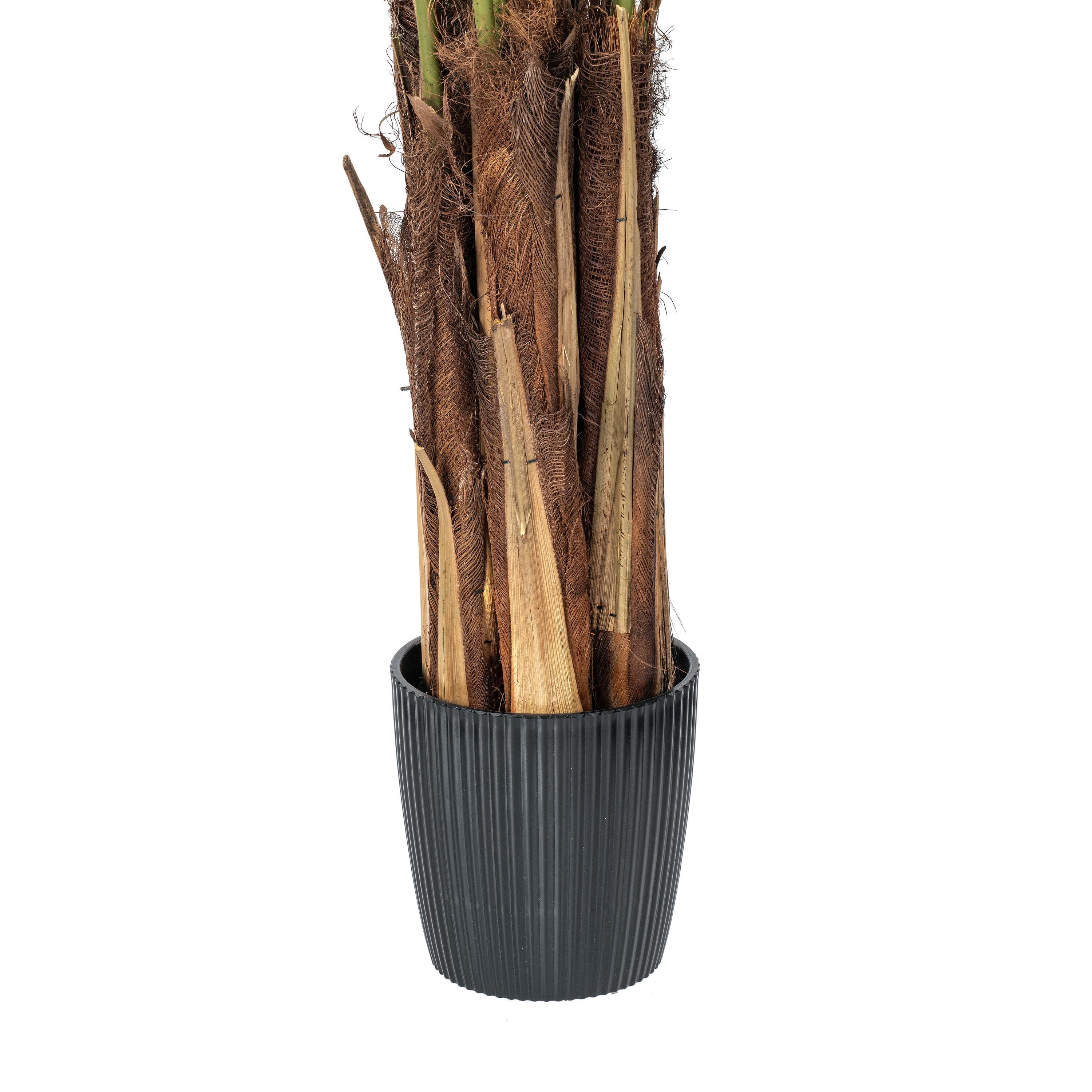 6ft. Potted Giant Areca Palm Tree