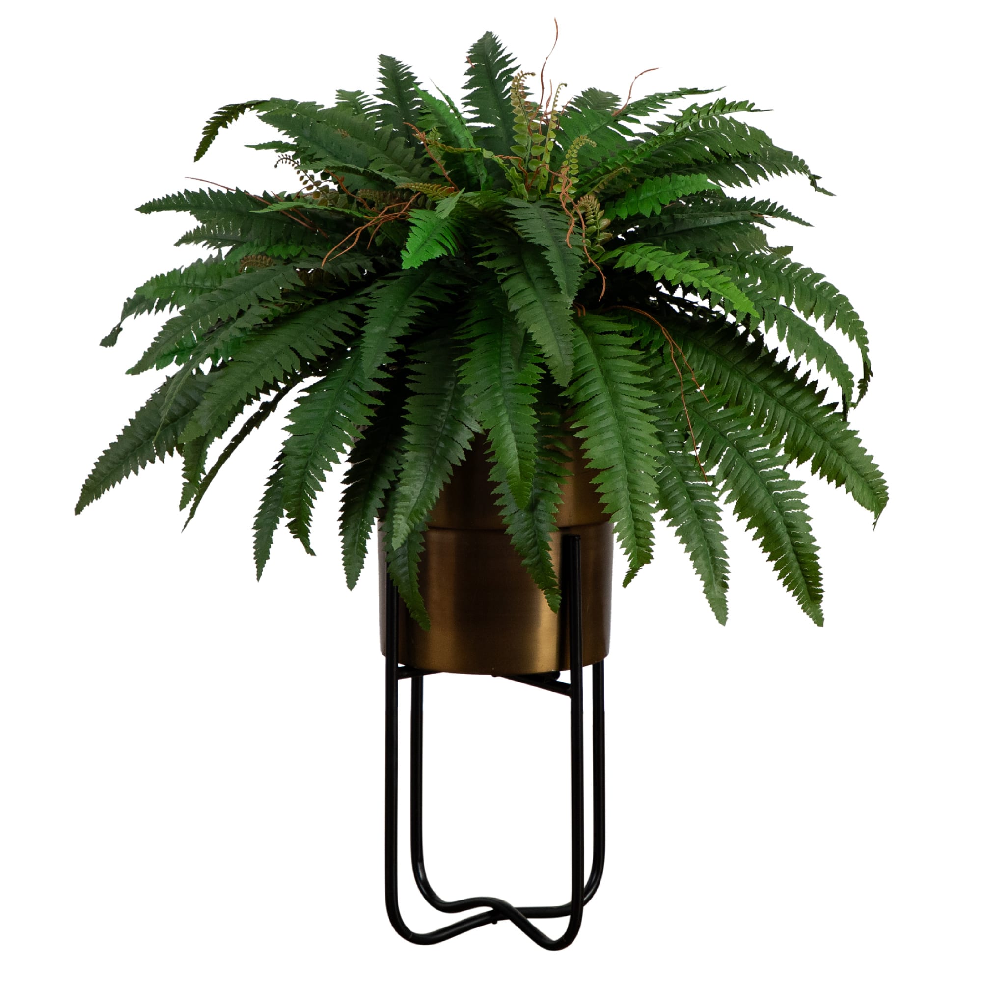 3ft. Boston Fern in Brass Metal Planter with Stand