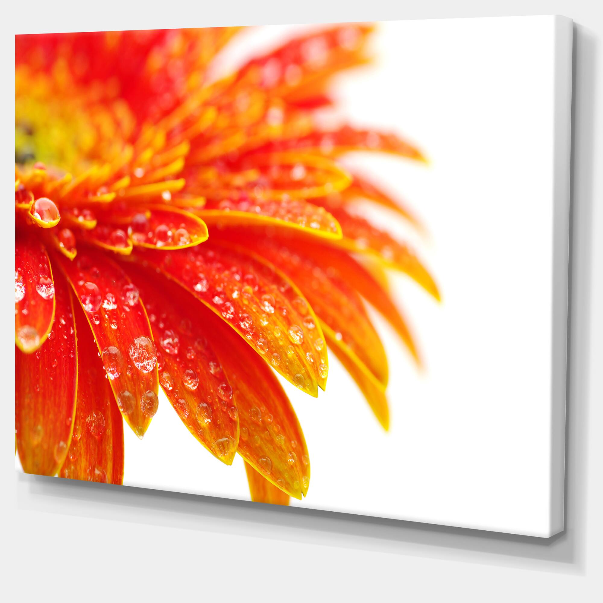 Designart - Orange Gerbera with Raindrops