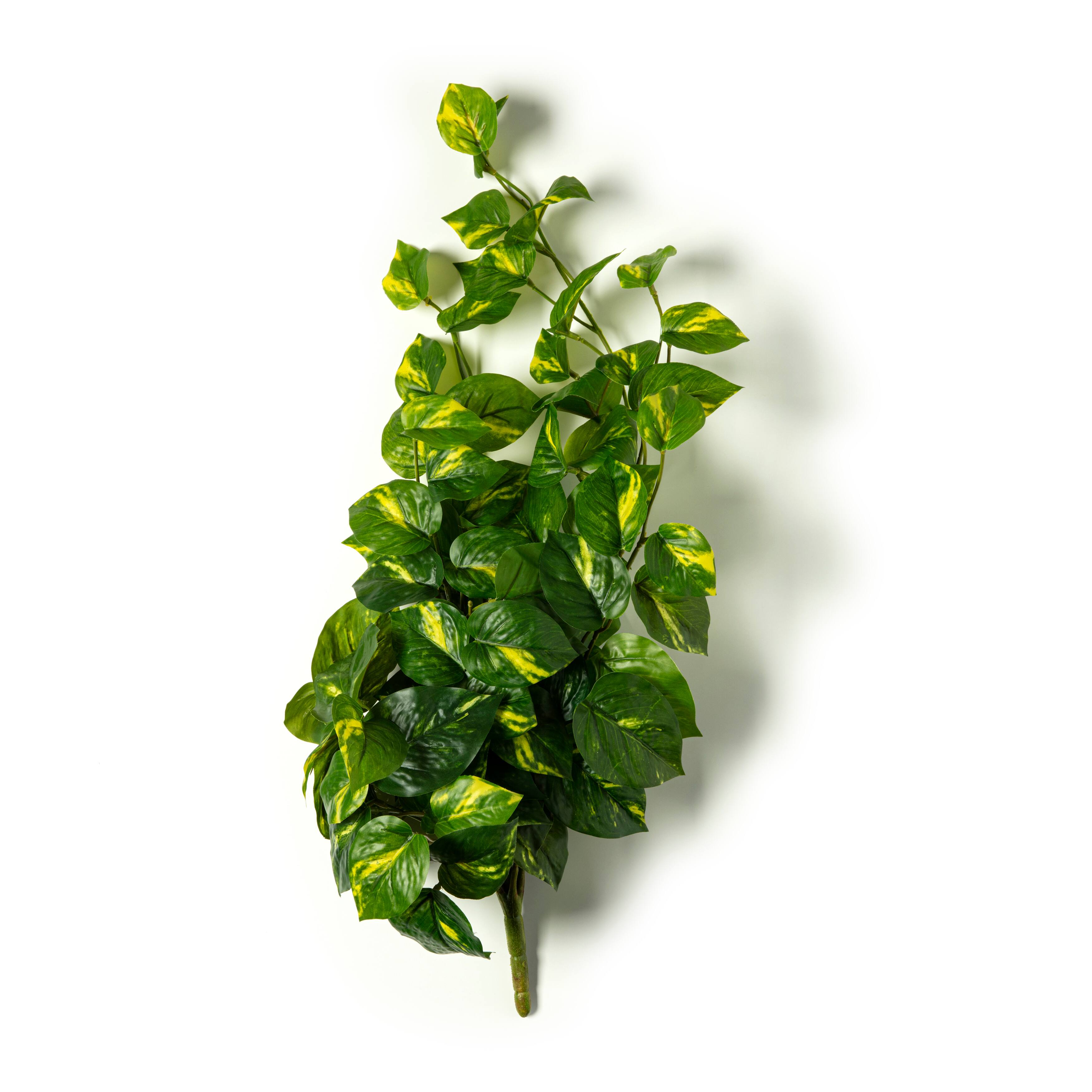 12 Pack: Hanging Philo Bush by Ashland®