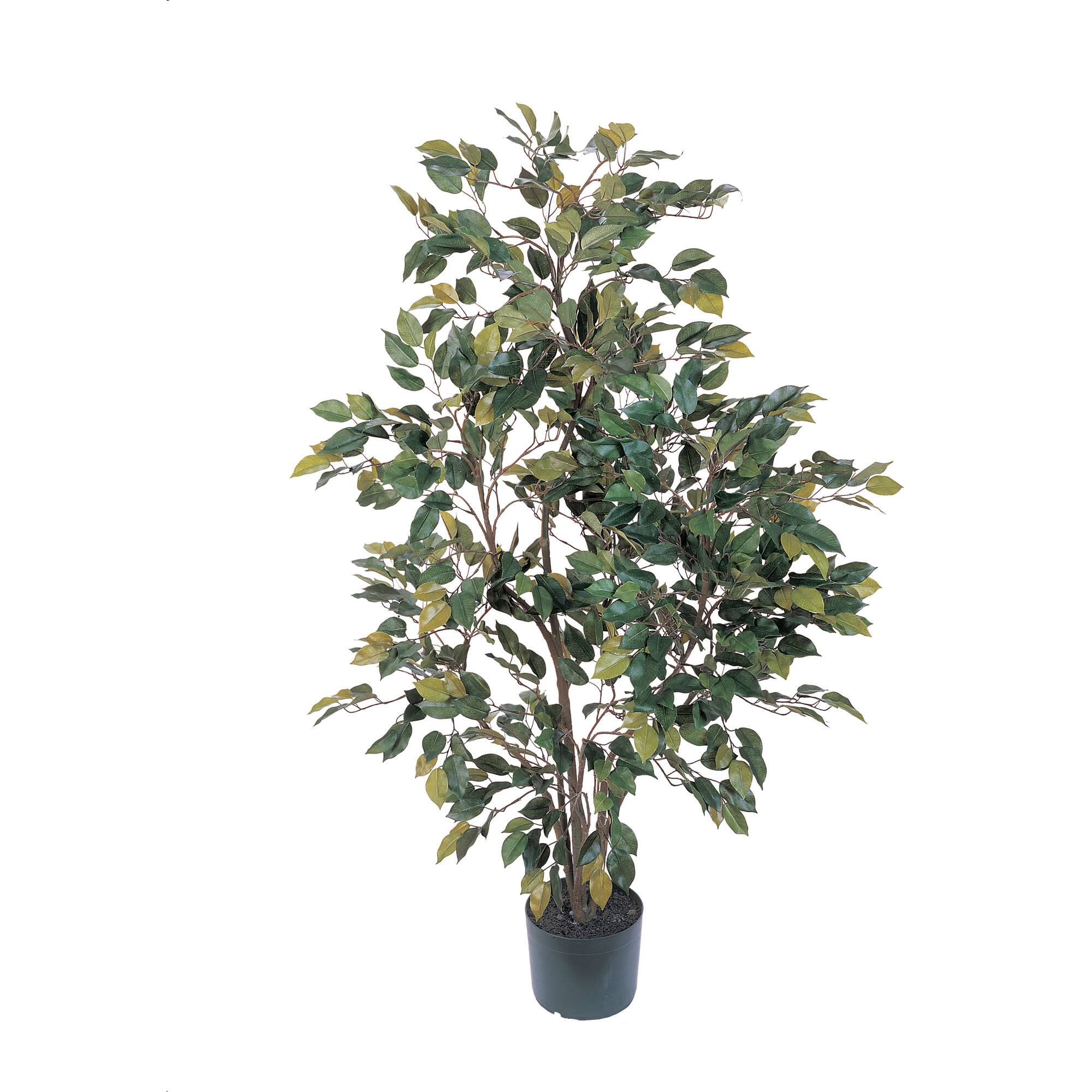 4ft. Potted Ficus Tree